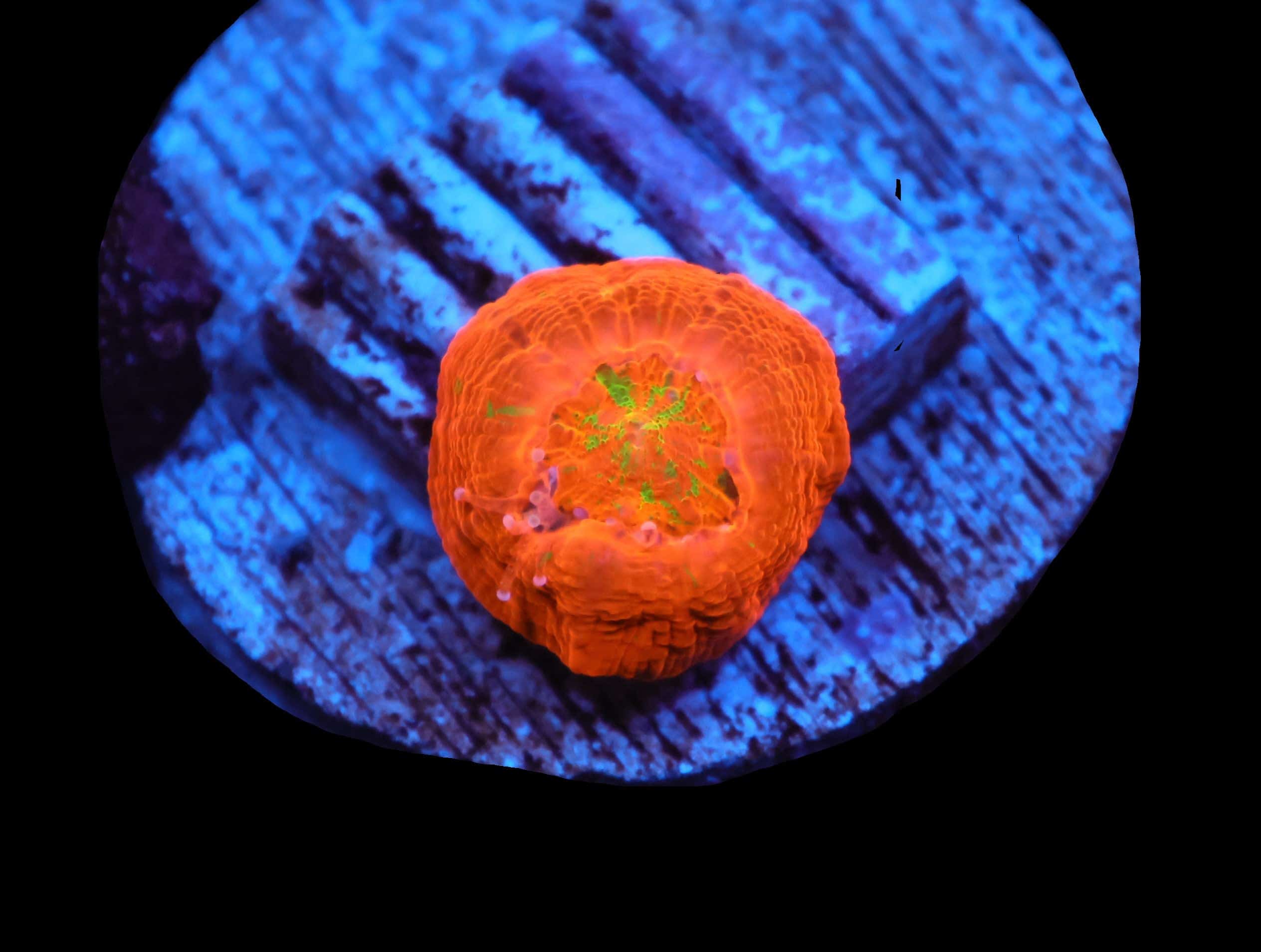 C355 - CAPTIVE SPAWN SCOLYMIA