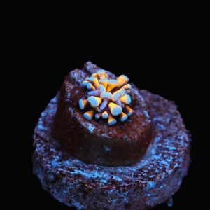 C36 - CAPTIVE SPAWNED AUSSIE GOLD TORCH