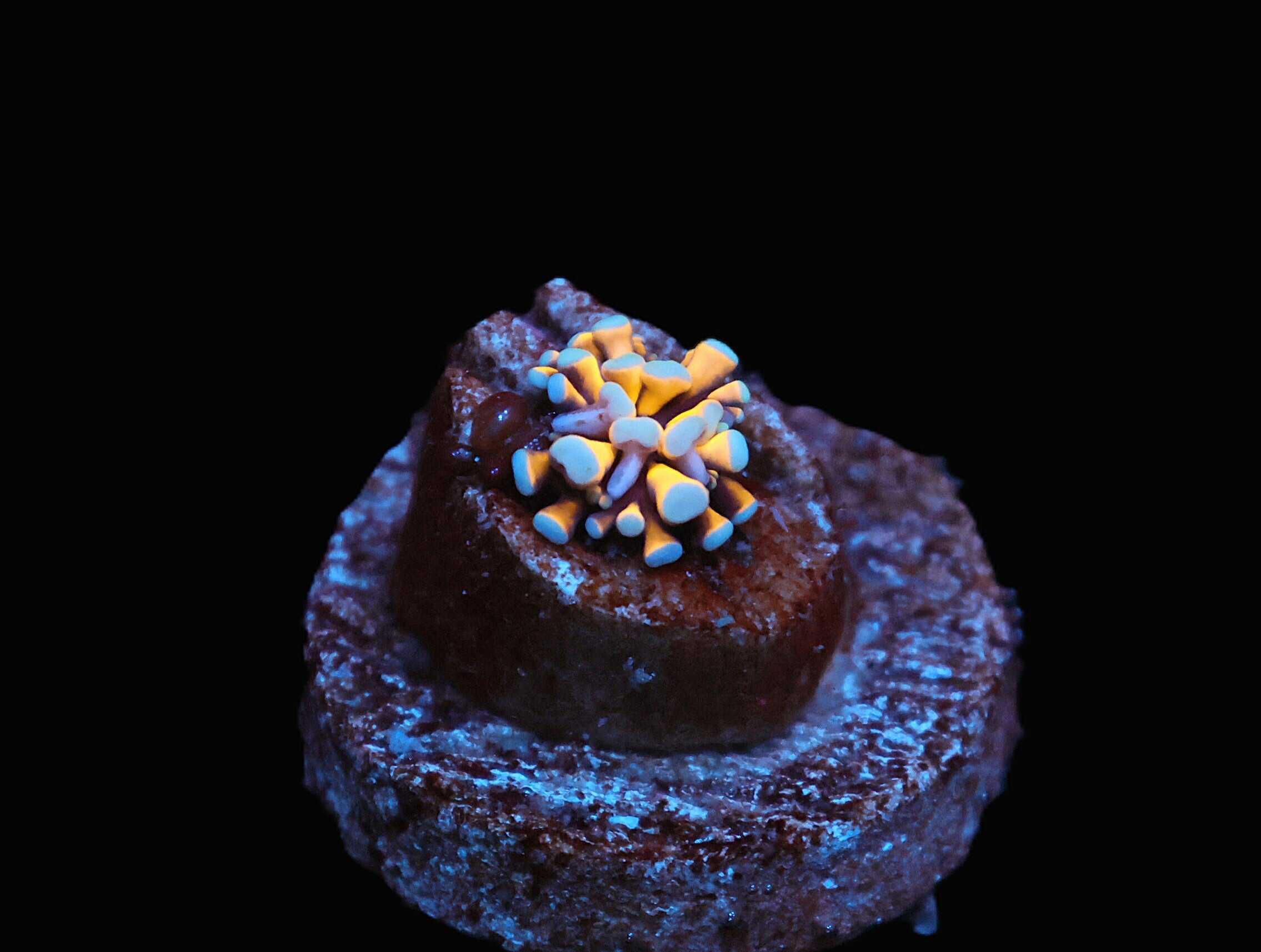 C36 - CAPTIVE SPAWNED AUSSIE GOLD TORCH