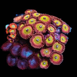 C367 - CULTURED ZOA GARDEN