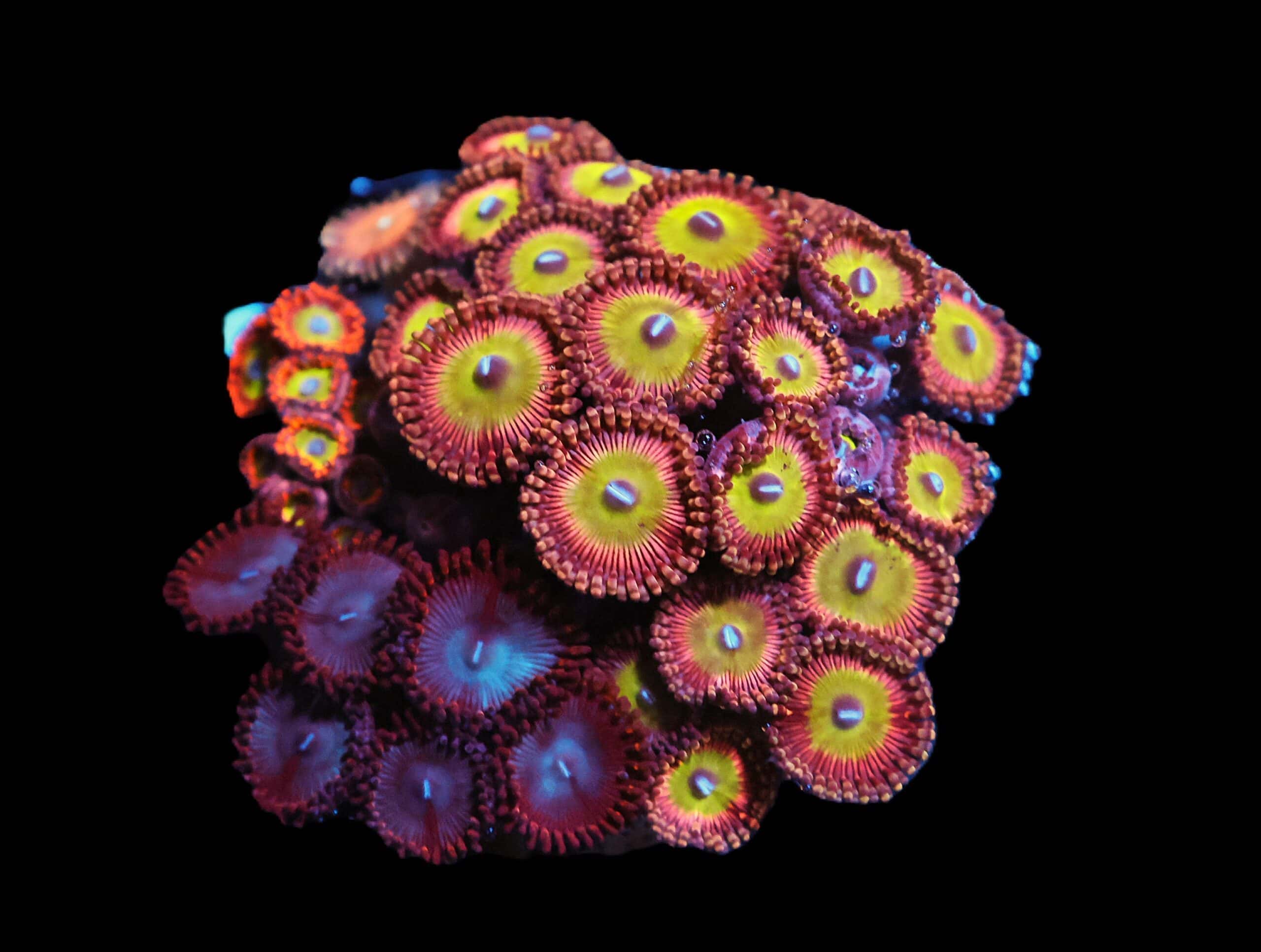 C367 - CULTURED ZOA GARDEN