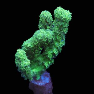 C44 - SDC GREEN RASTA LEATHER