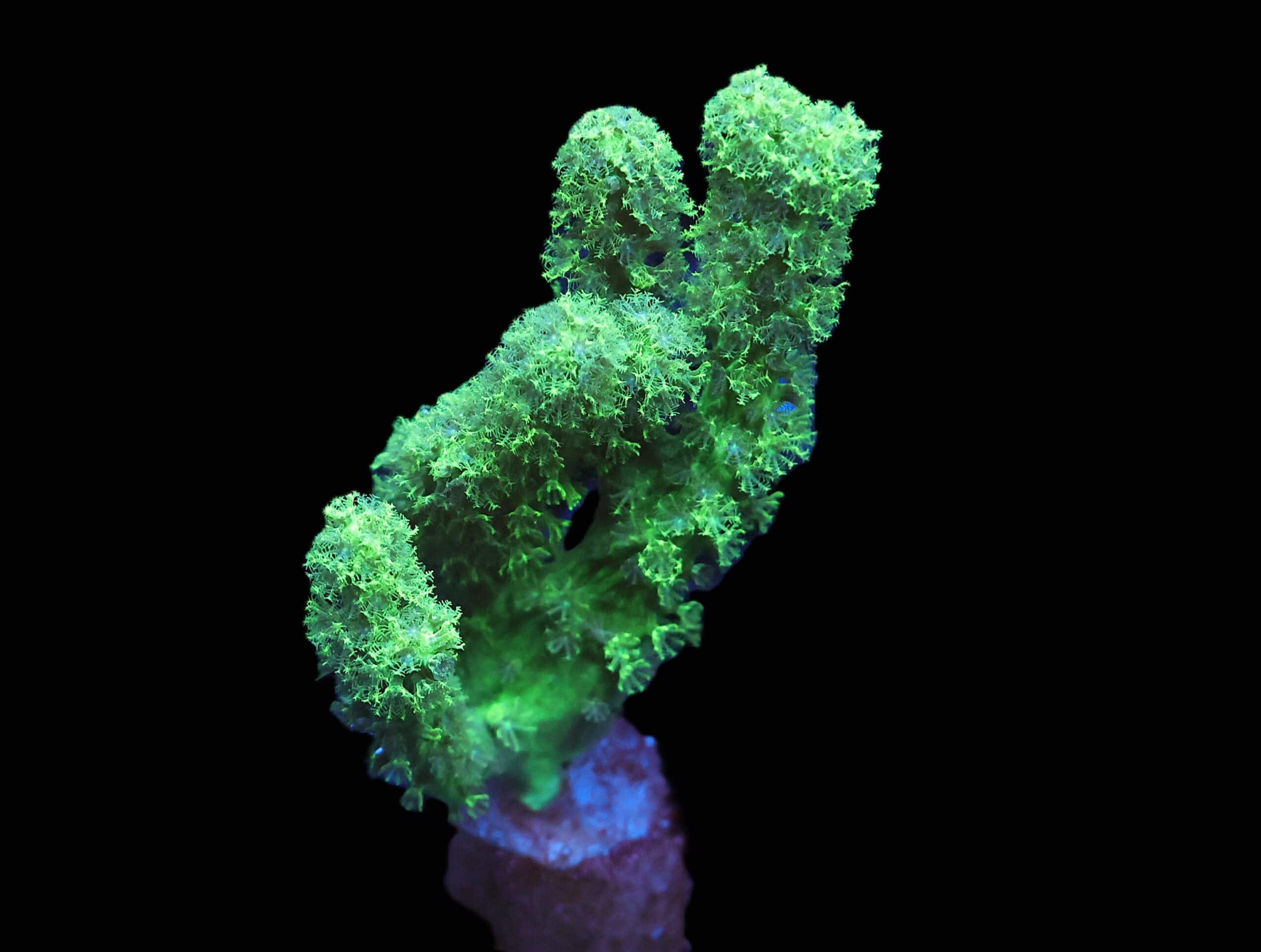 C44 - SDC GREEN RASTA LEATHER