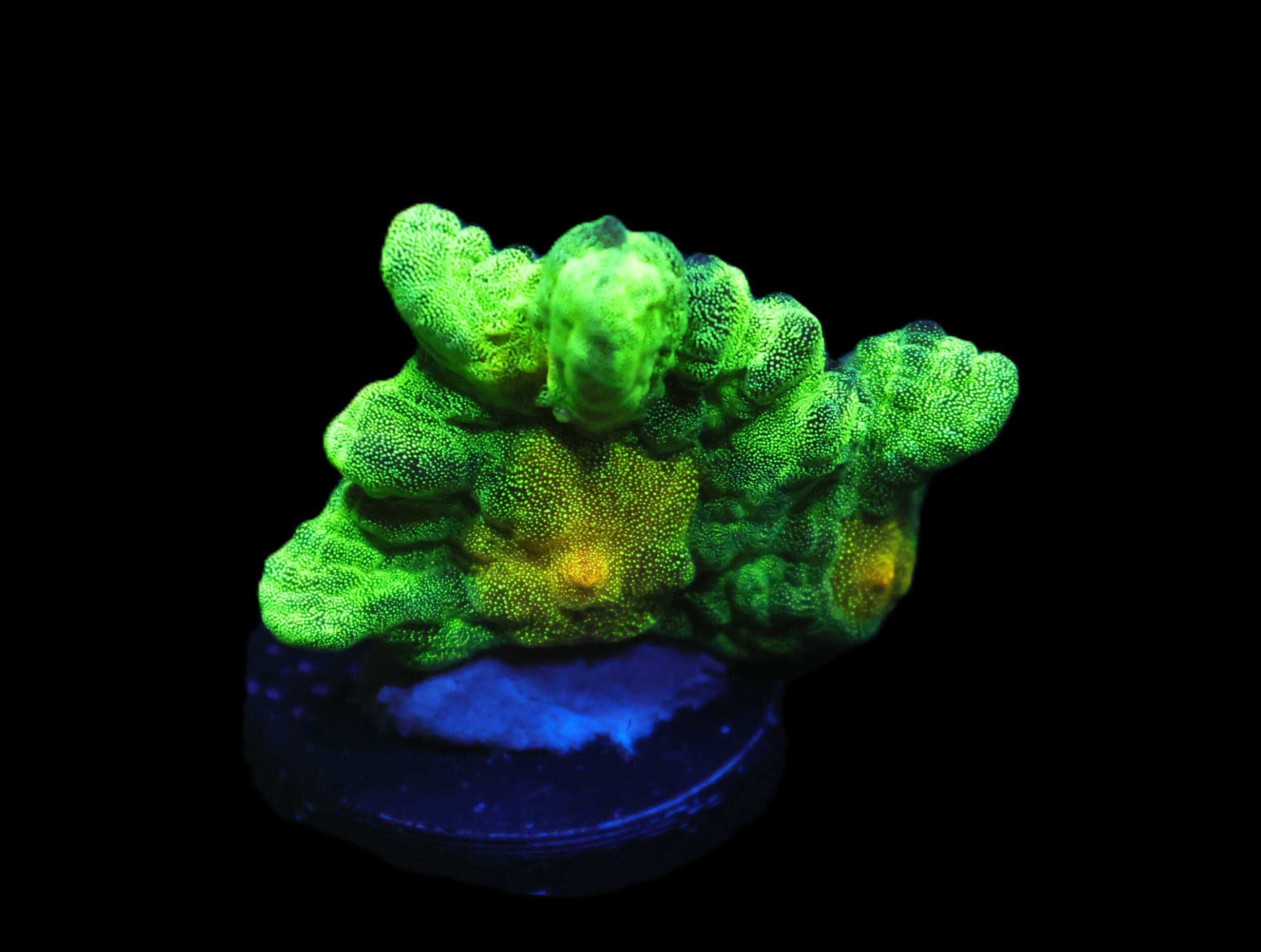 C46 - SDC SPACE INVADER PECTINIA