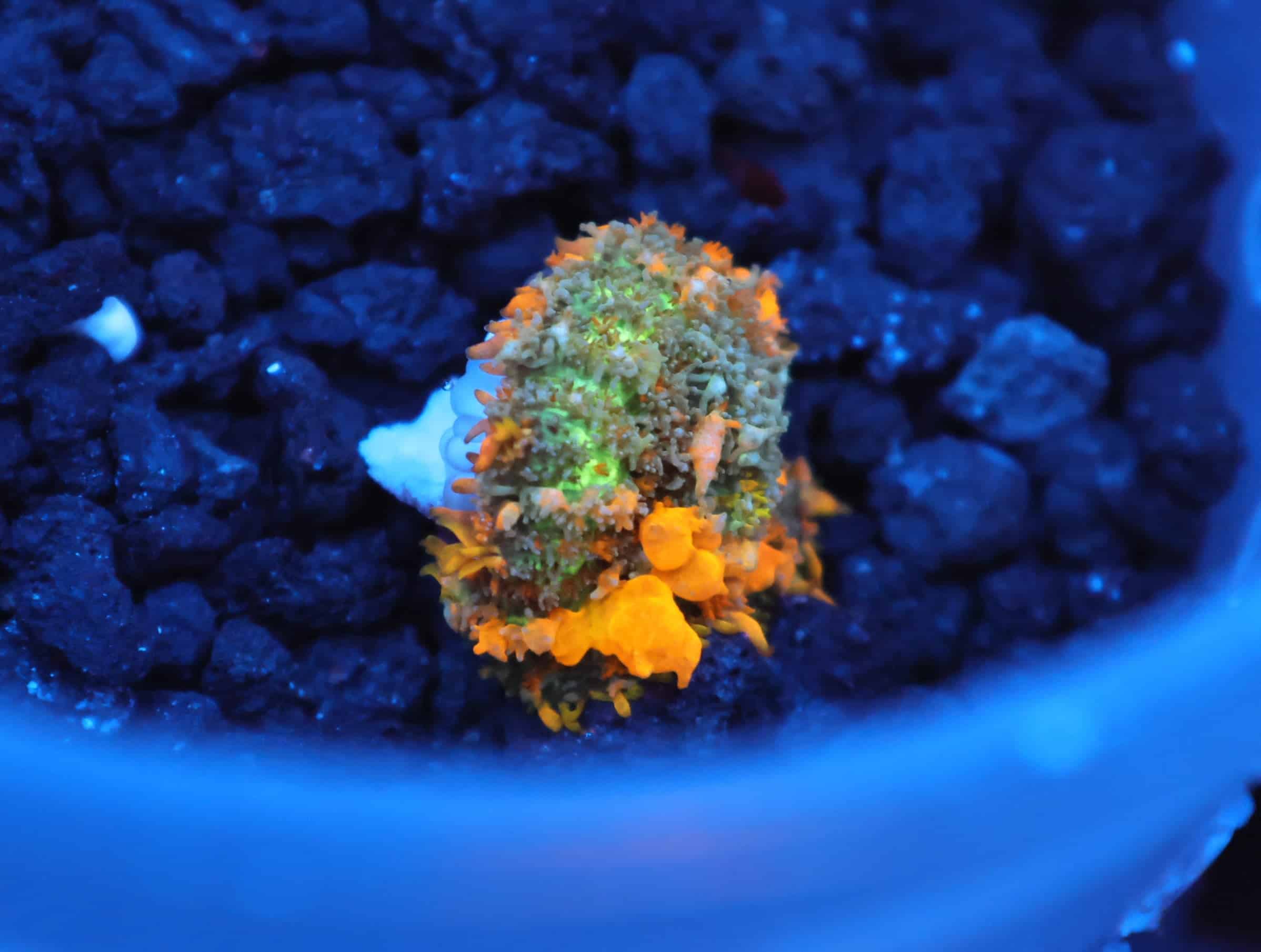 C63 - WWC SUNKIST BOUNCE RHODACTIS