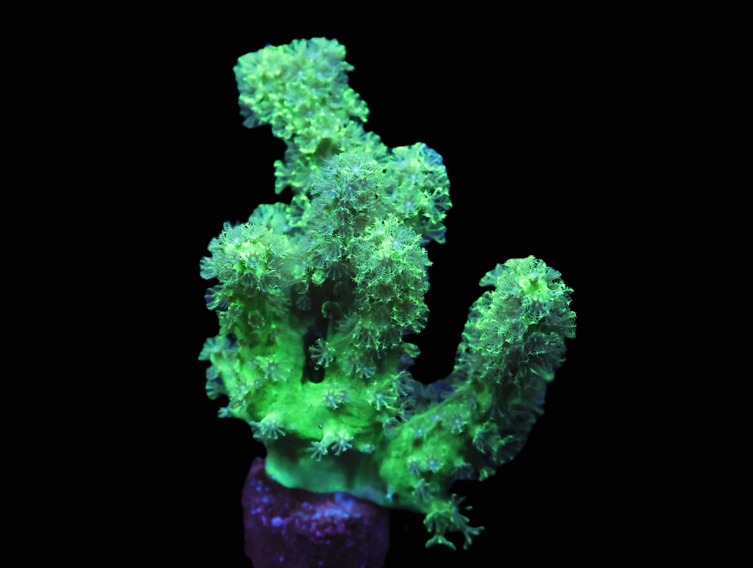 C64 - SDC GREEN RASTA LEATHER