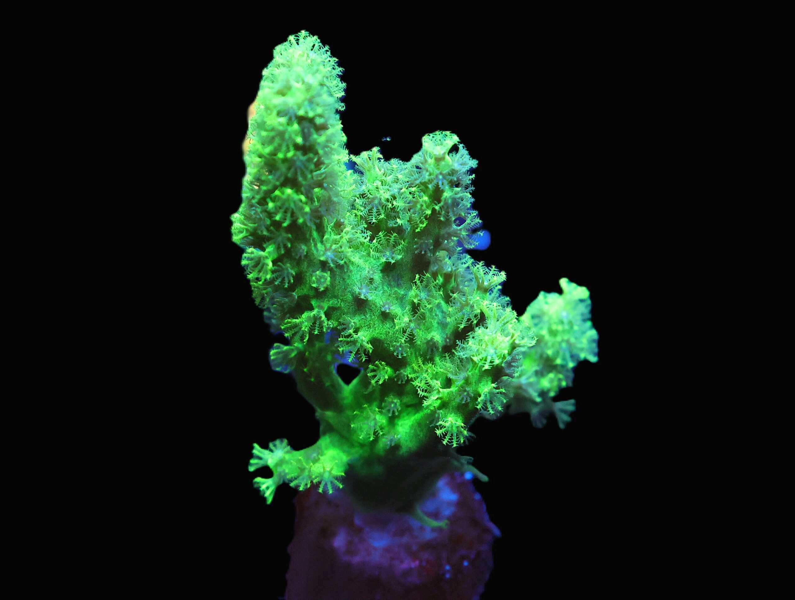 C69 - SDC GREEN RASTA LEATHER