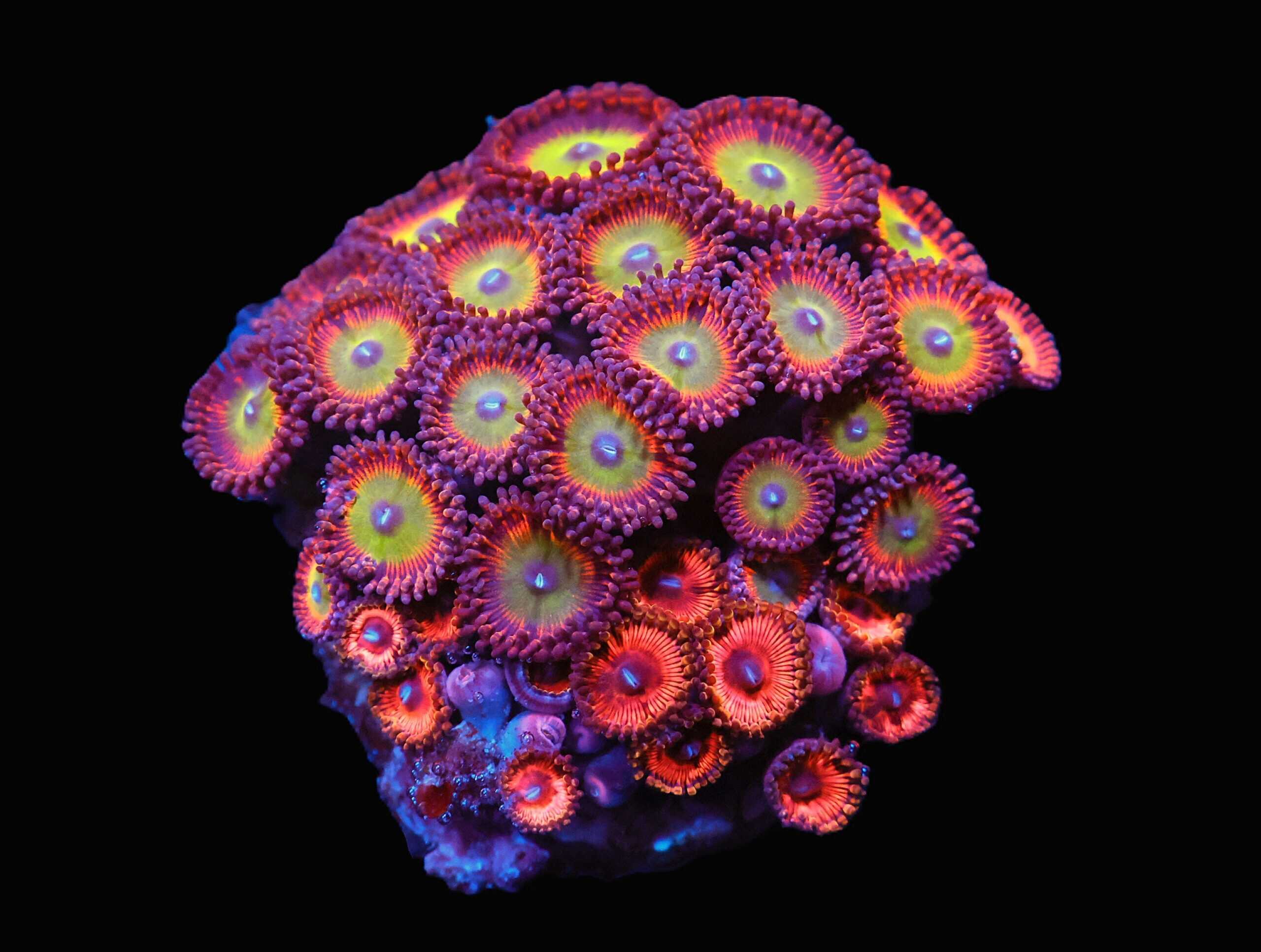 C89 - CULTURED ZOA GARDEN