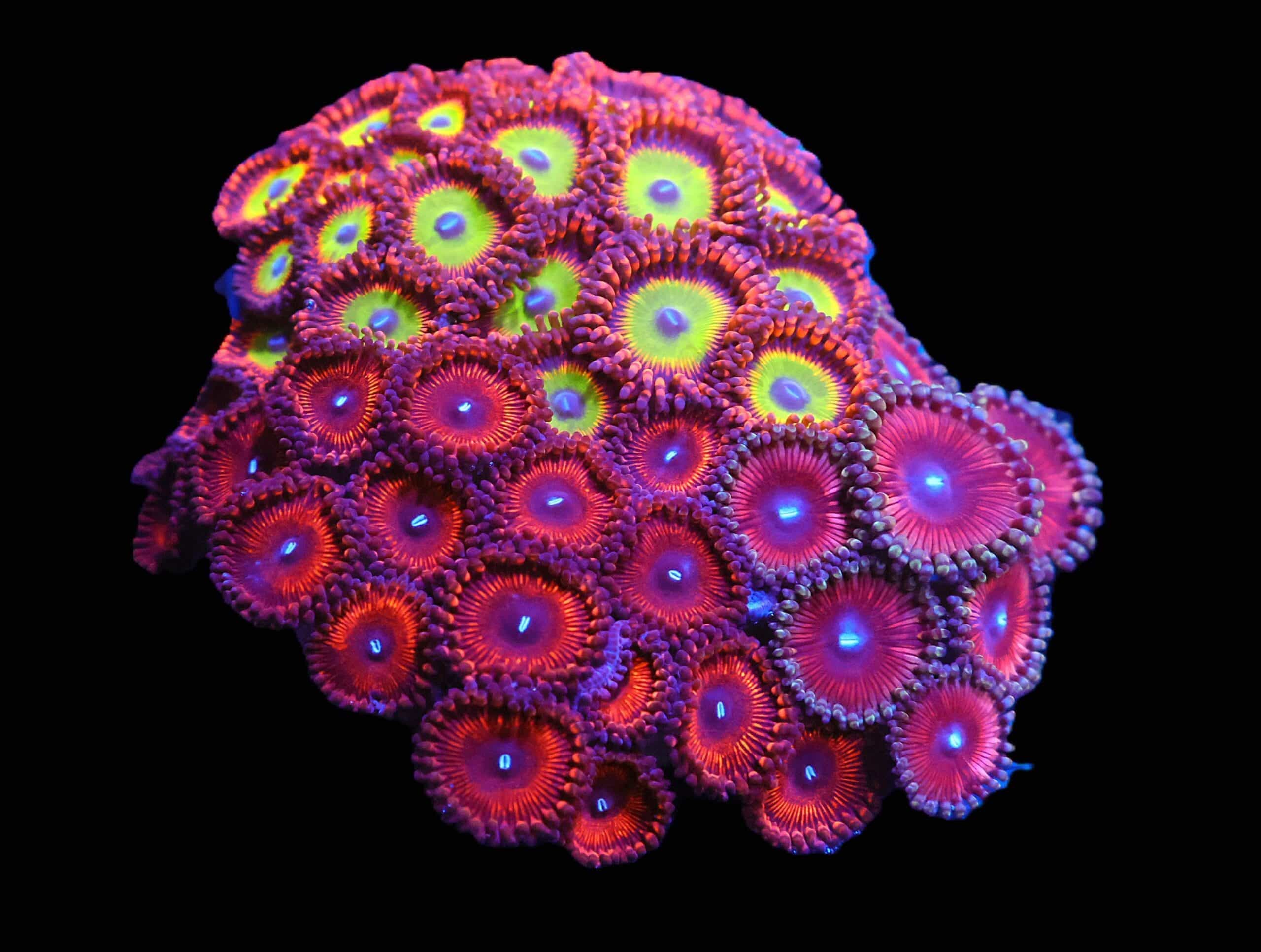 C91 - CULTURED ZOA GARDEN