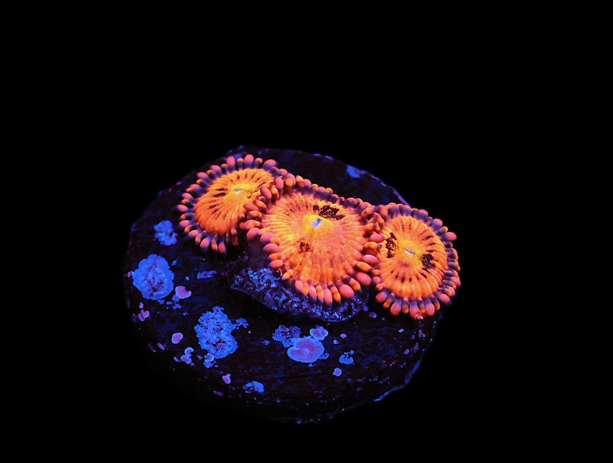 C93 - SDC SCREWDRIVER ZOA