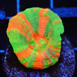 C94 - BLEEDING APPLE SCOLYMIA AUSTRALIS CULTURED