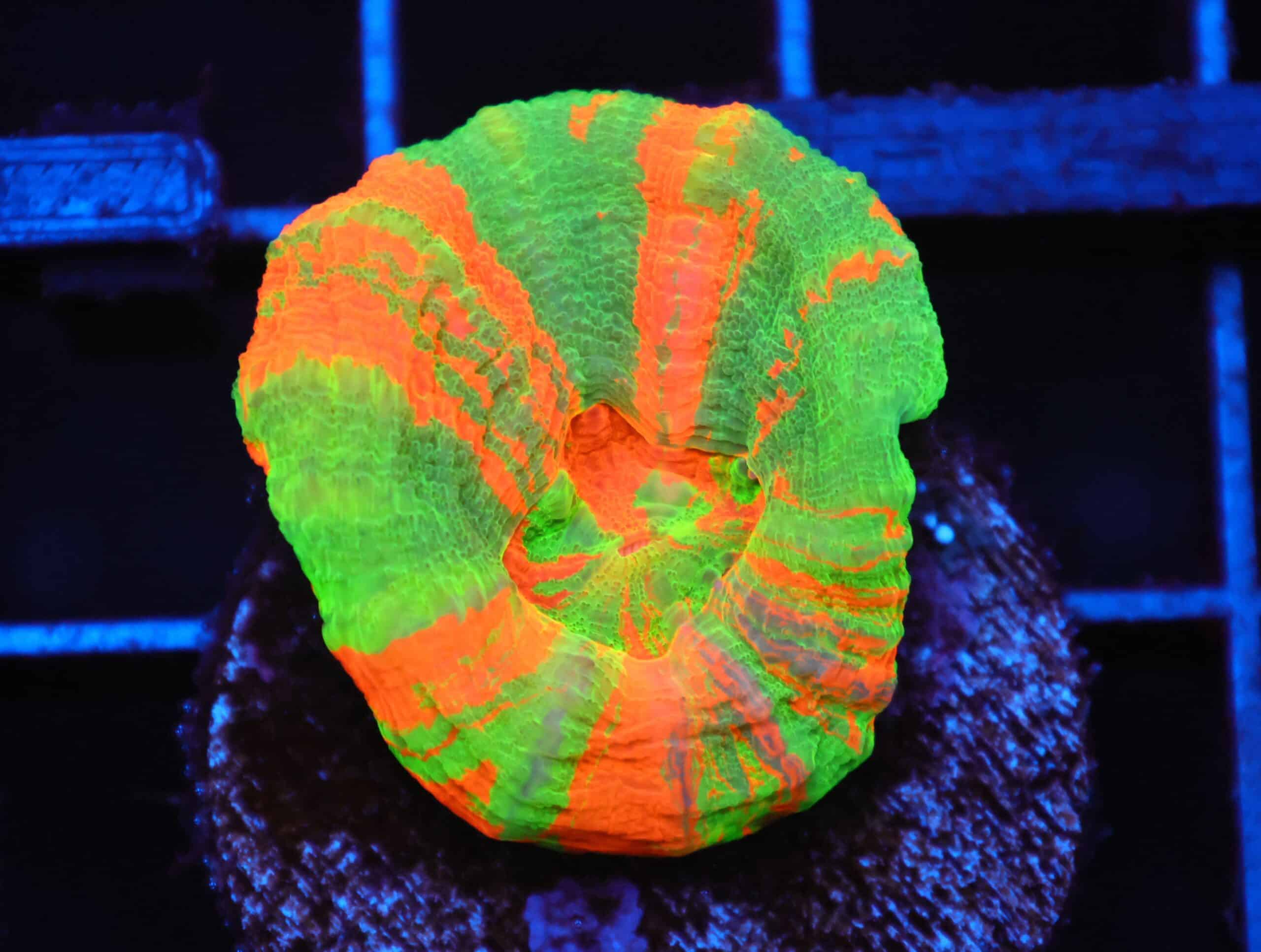 C94 - BLEEDING APPLE SCOLYMIA AUSTRALIS CULTURED