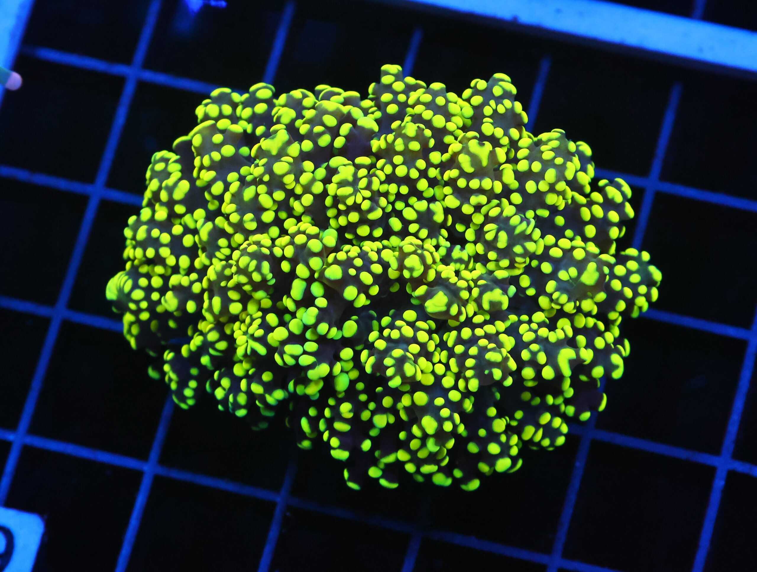 D09 - INDO FROGSPAWN BRANCH GAMMA RAY 1 HEAD