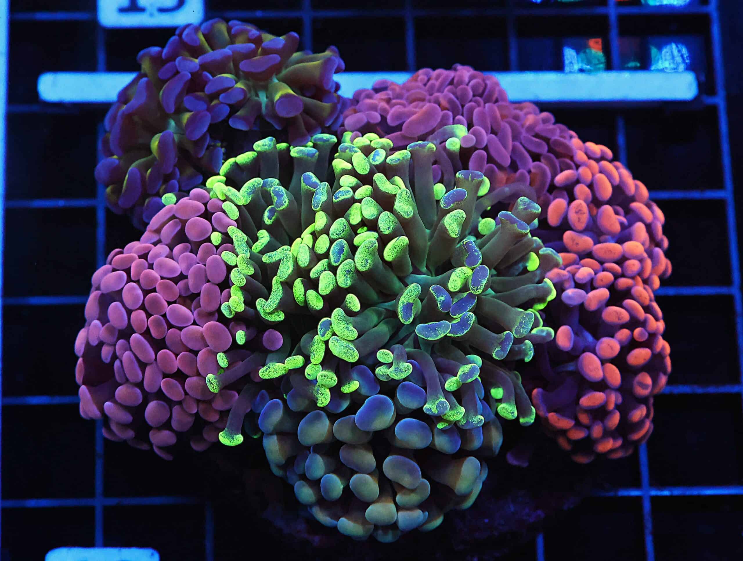 D10 - INDO HAMMER BRANCH RAINBOW GARDEN 11 HEAD