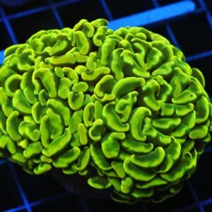 D100 - AUSSIE HAMMER THICK BRANCH YELLOW 2 HEAD