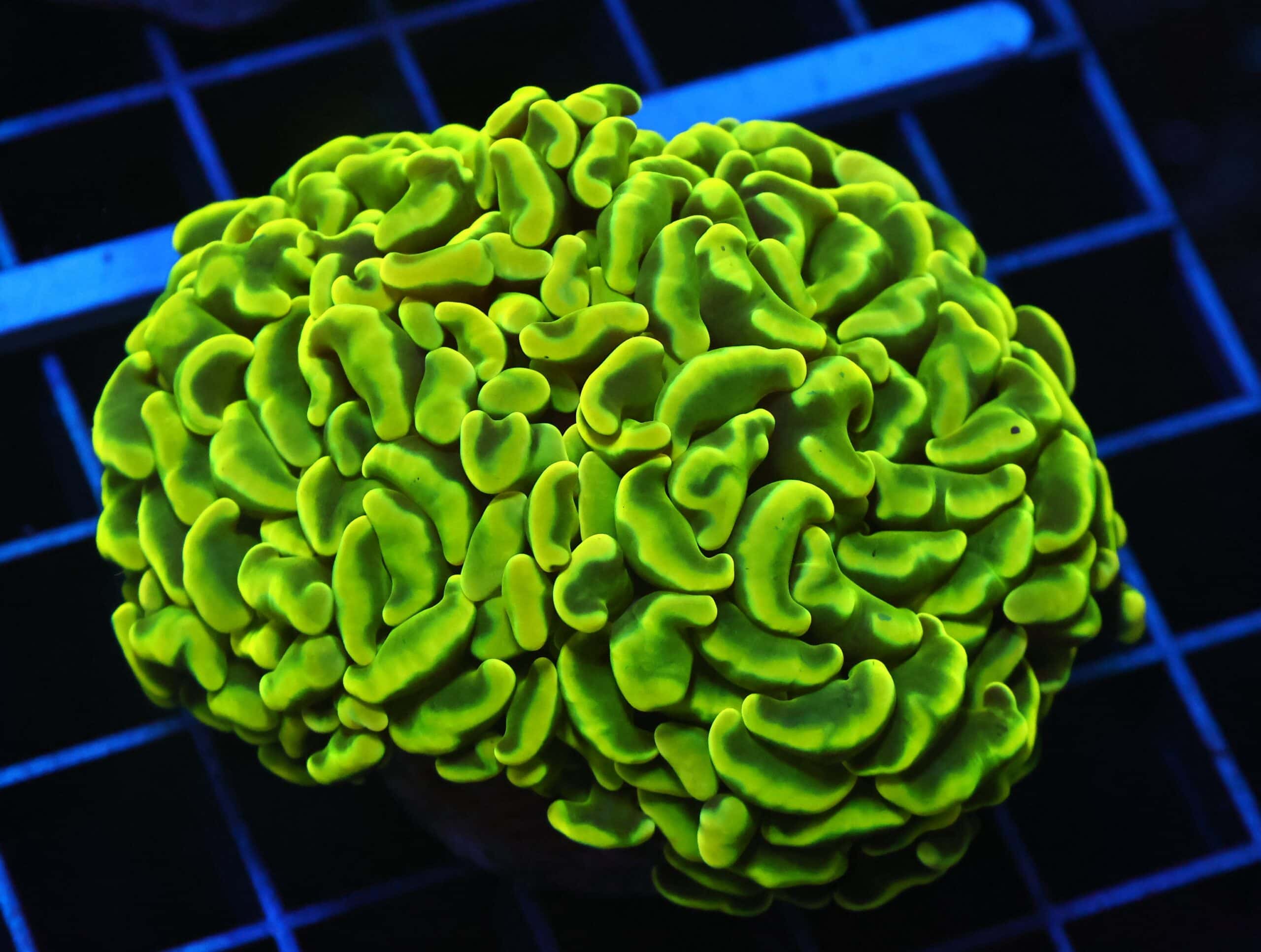 D100 - AUSSIE HAMMER THICK BRANCH YELLOW 2 HEAD