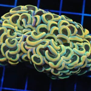 D103 - INDO HAMMER WALL RAINBOW GOLD