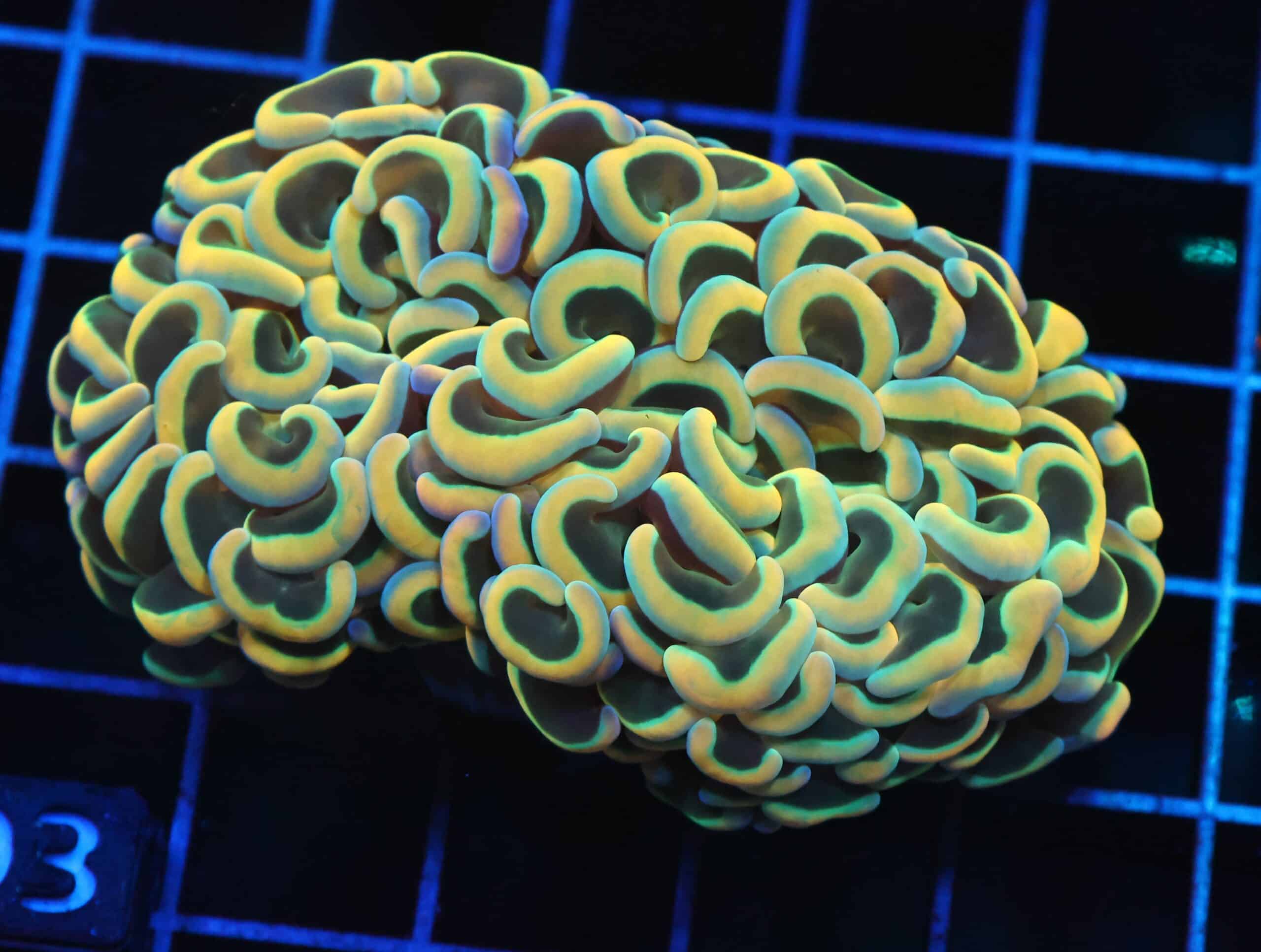 D103 - INDO HAMMER WALL RAINBOW GOLD