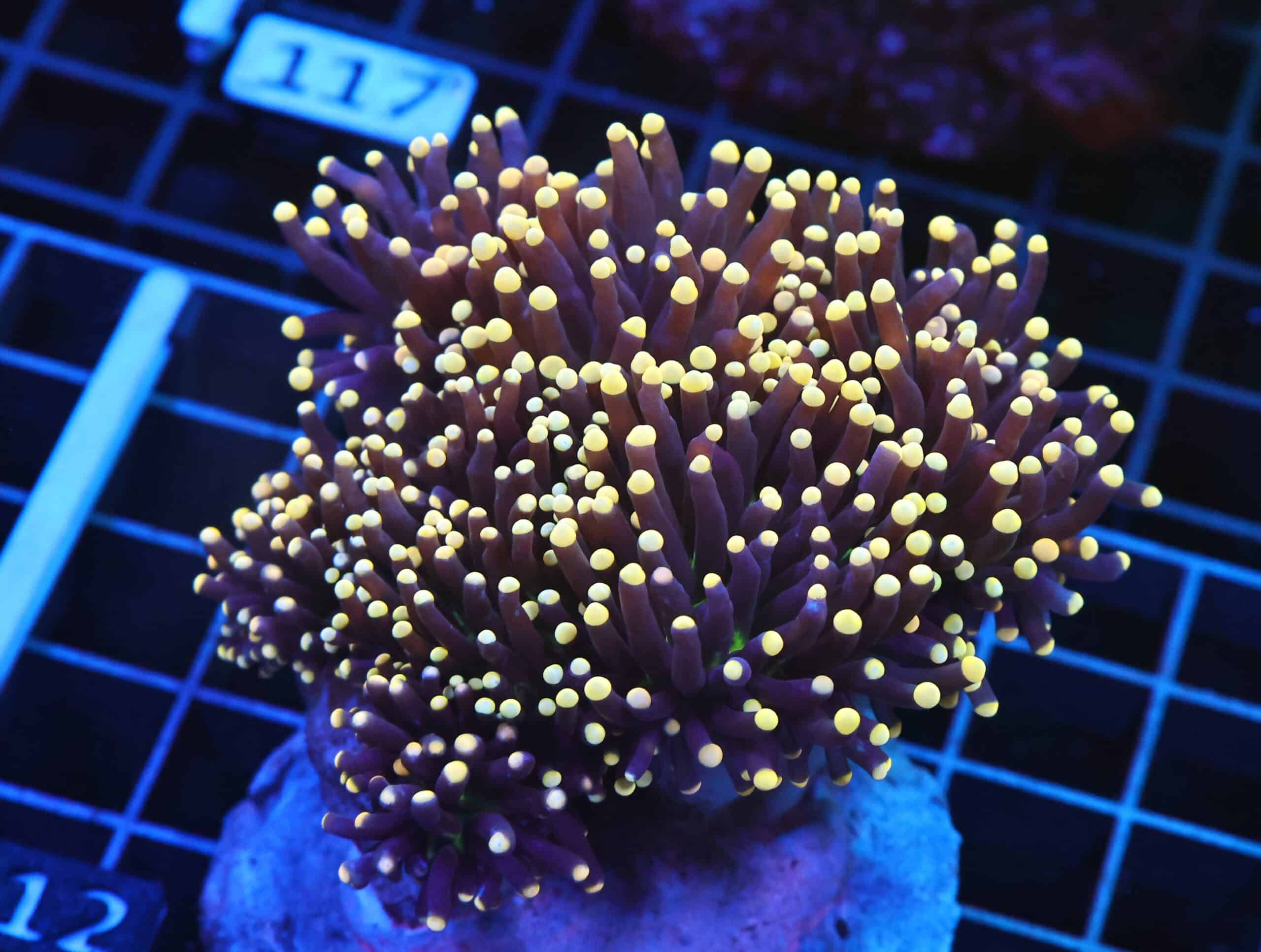 D112 - INDO TORCH BLACK LIGHT 7 HEAD