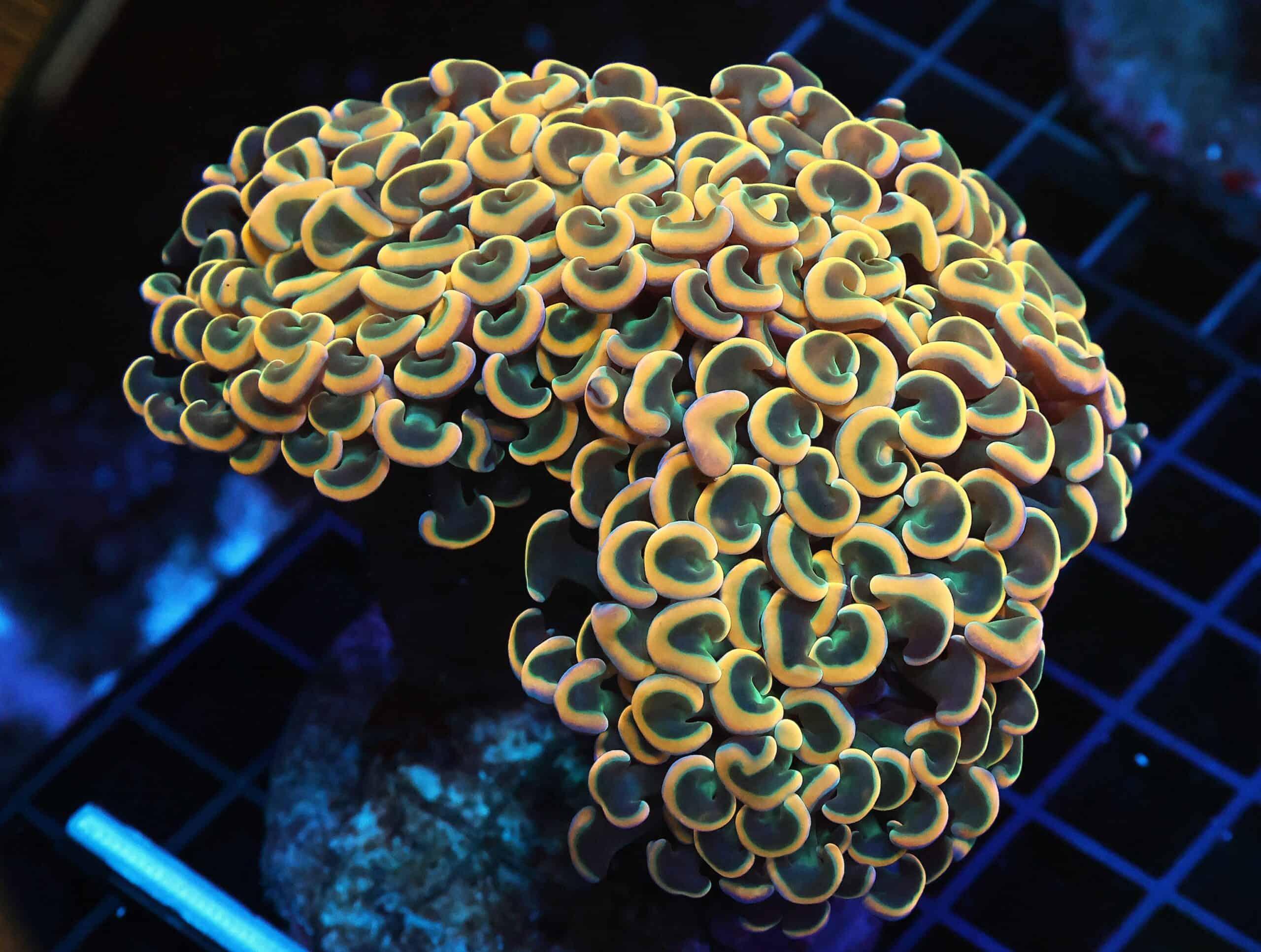 D120 - INDO HAMMER WALL GOLD