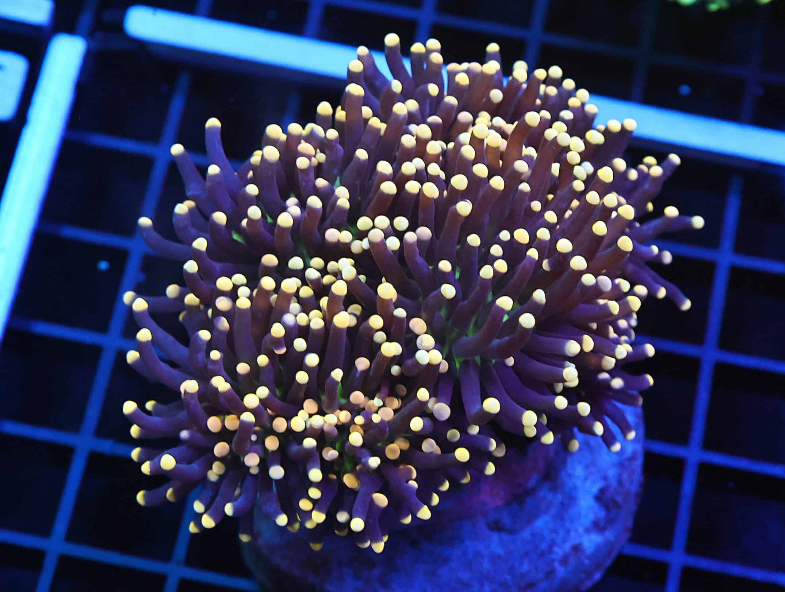 D121 - INDO TORCH BLACK LIGHT 7 HEAD