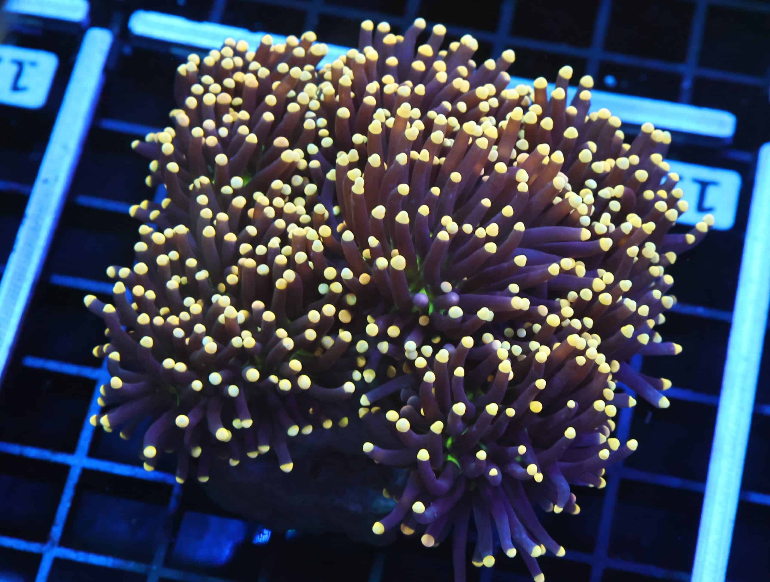 D123 - INDO TORCH BLACK LIGHT 8 HEAD