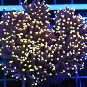 D131 - INDO TORCH BLACK LIGHT 7 HEAD