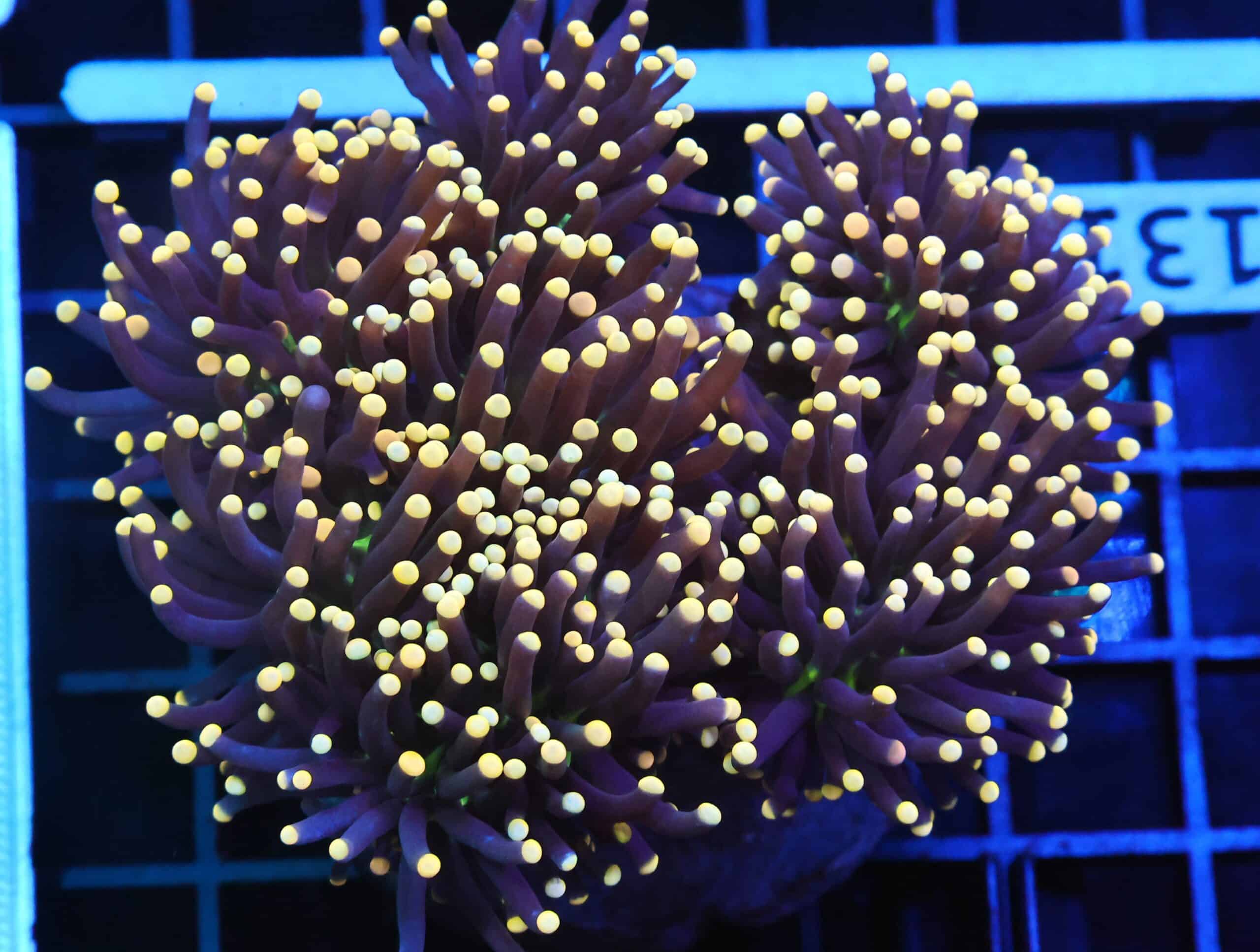 D131 - INDO TORCH BLACK LIGHT 7 HEAD