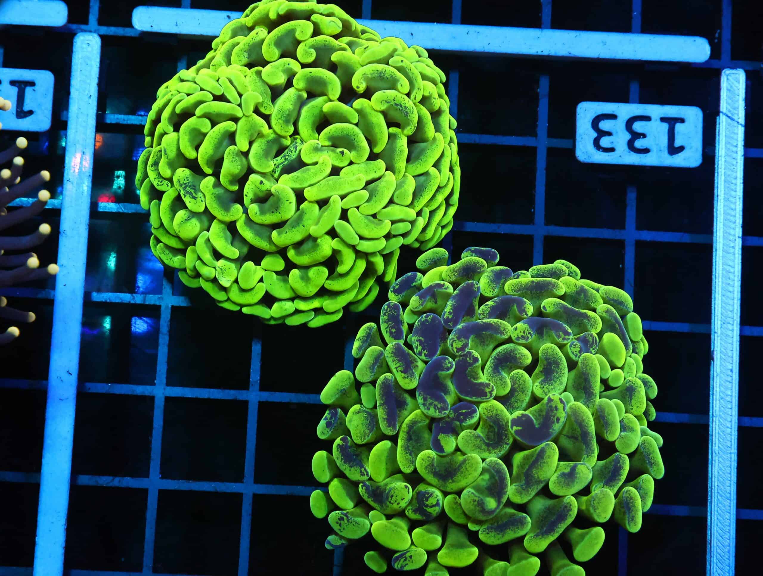 D133 - 2PK AUSSIE HAMMER THICK BRANCH GREEN / YELLOW 2 HEAD