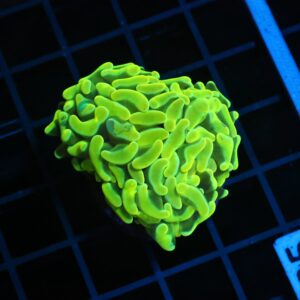 D135 - AUSSIE HAMMER THICK BRANCH YELLOW 1 HEAD