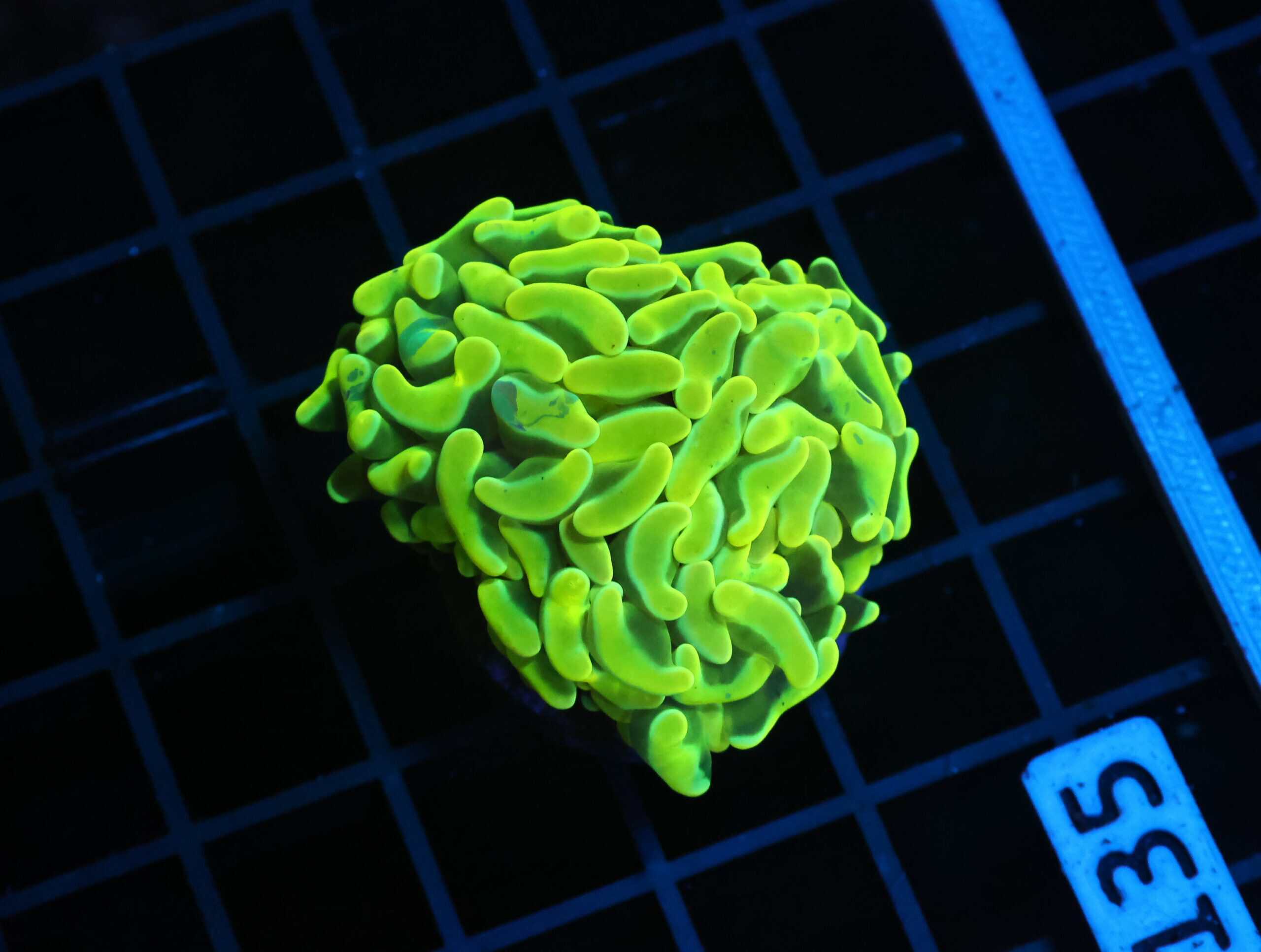 D135 - AUSSIE HAMMER THICK BRANCH YELLOW 1 HEAD