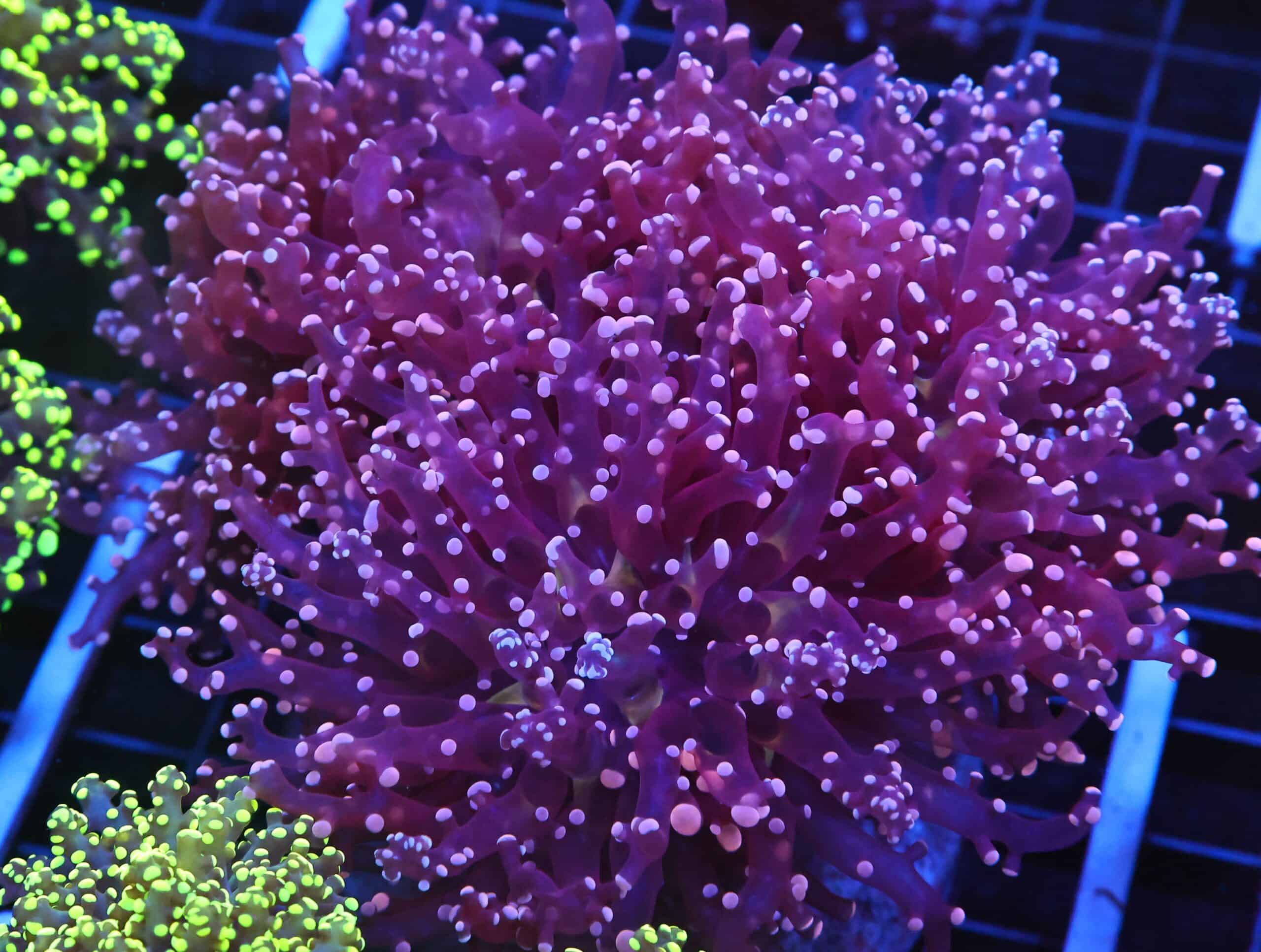 D22 - INDO FROGSPAWN BRANCH PEACH 4 HEAD