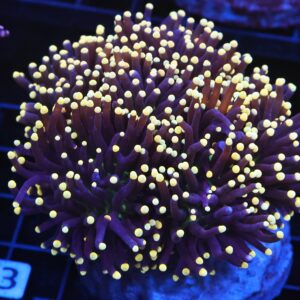 D23 - INDO TORCH BLACK LIGHT 7 HEAD