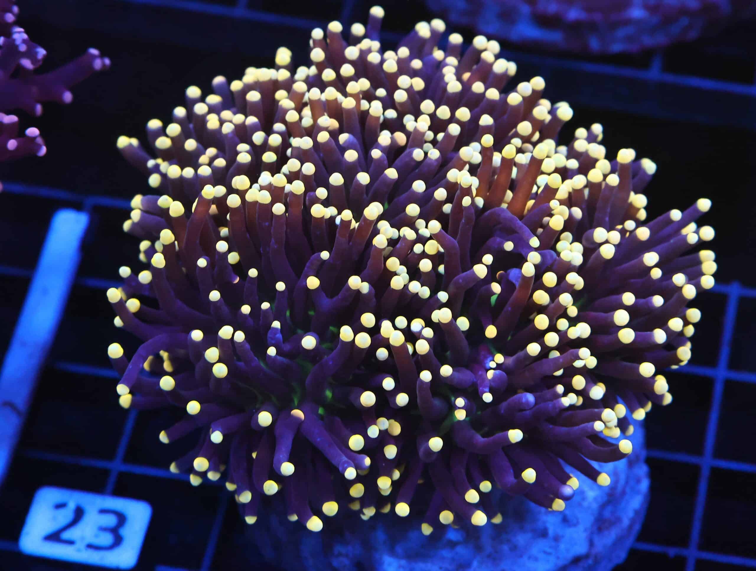 D23 - INDO TORCH BLACK LIGHT 7 HEAD