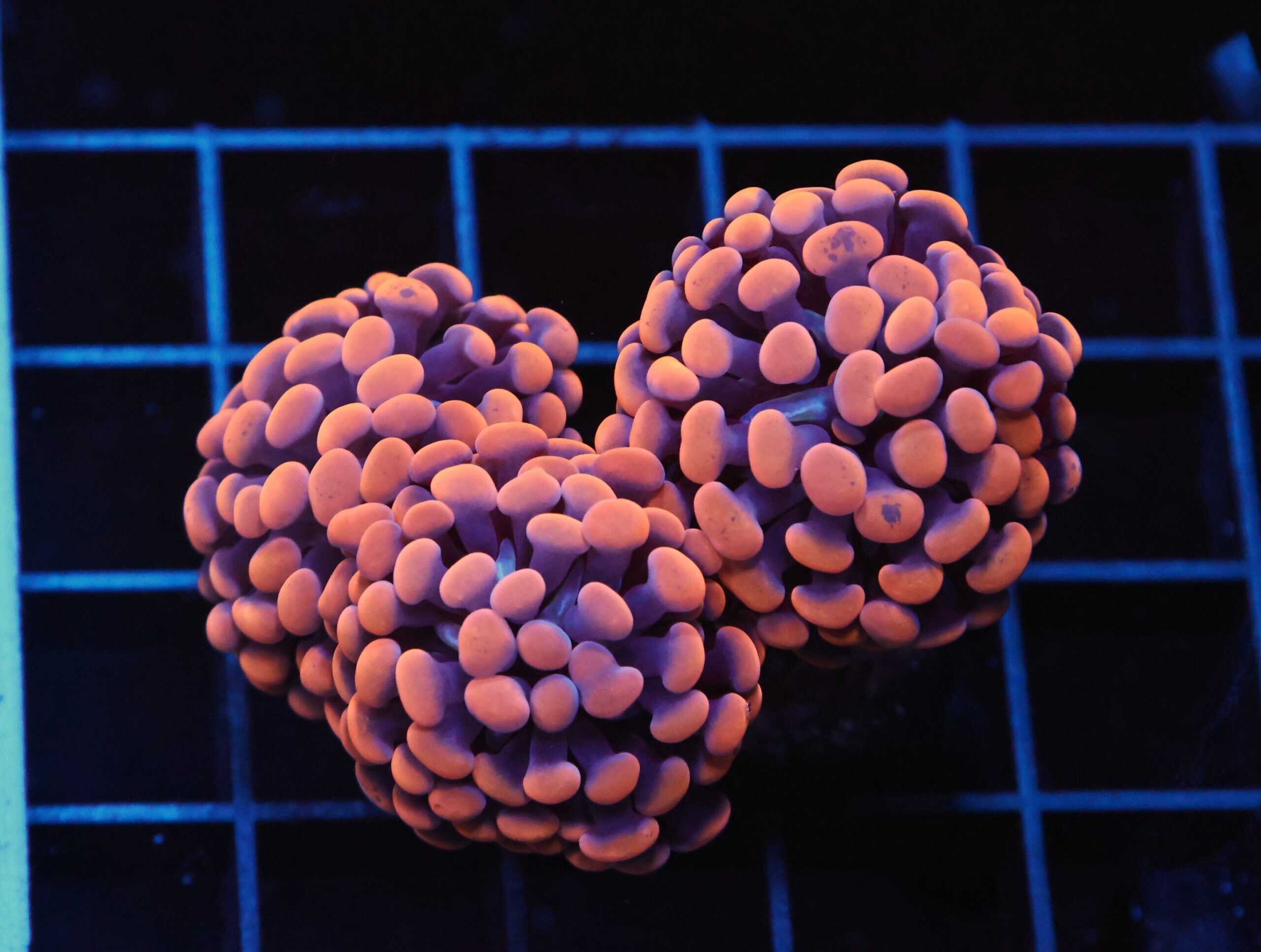 D26 - INDO HAMMER BRANCH ORANGE 3 HEAD