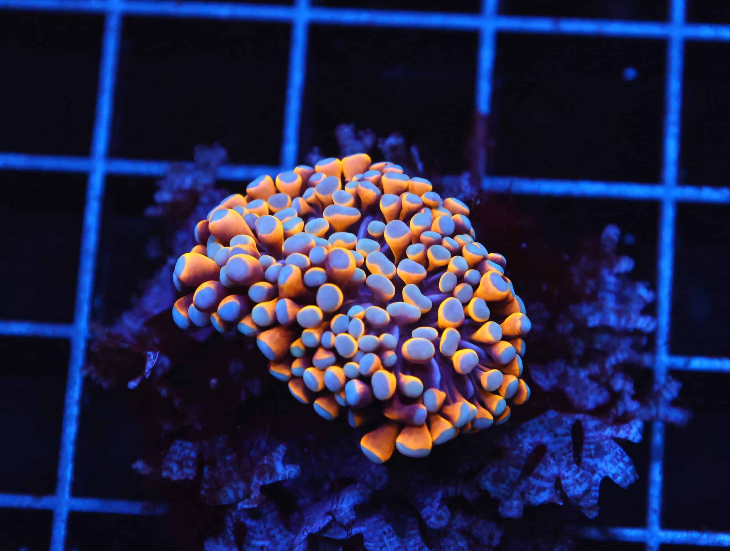 D27 - MALAYSIAN TORCH 24K GOLD 1 HEAD