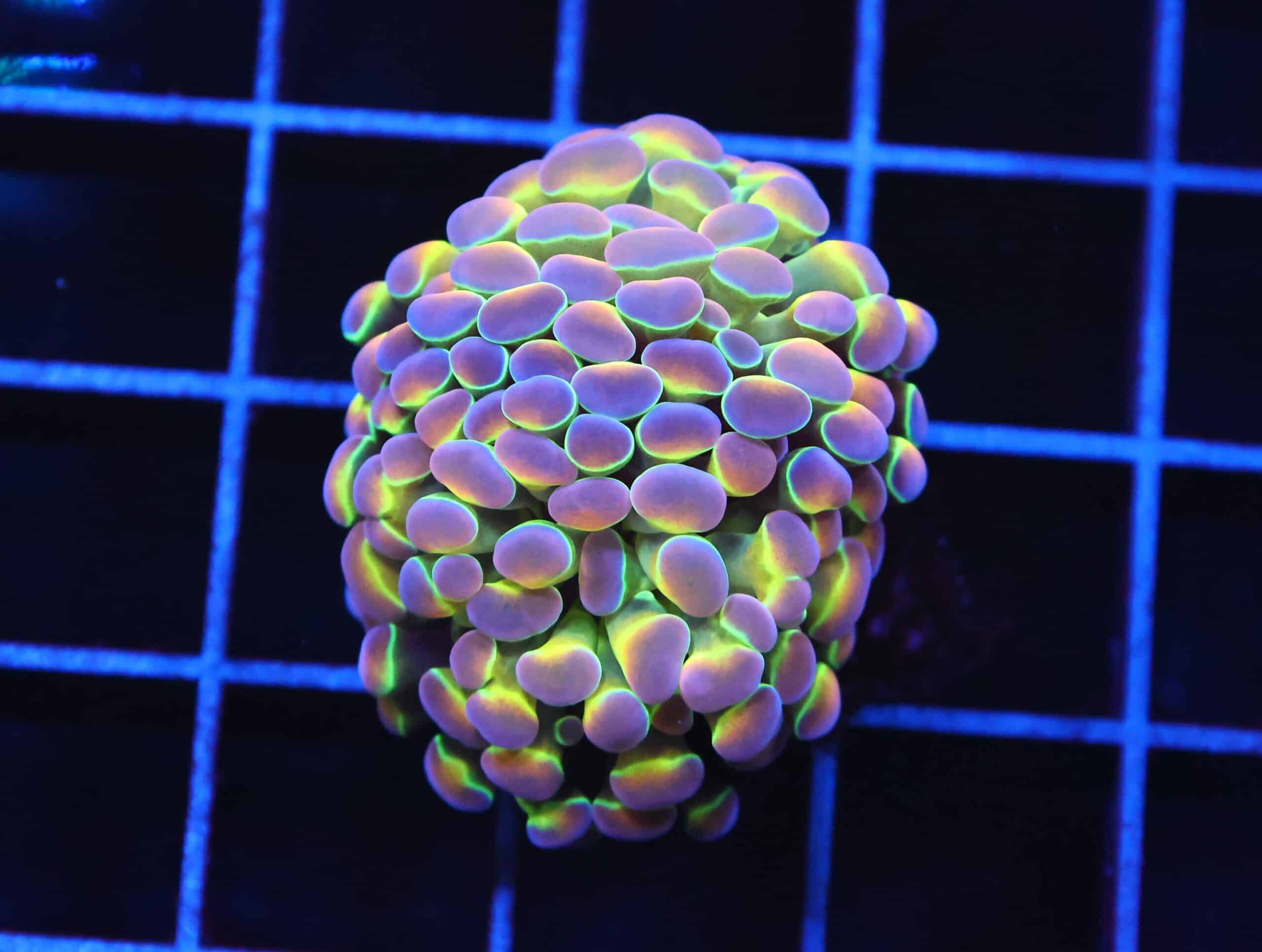 D40 - INDO HAMMER BRANCH TRUE HOLOGRAM 2 HEAD