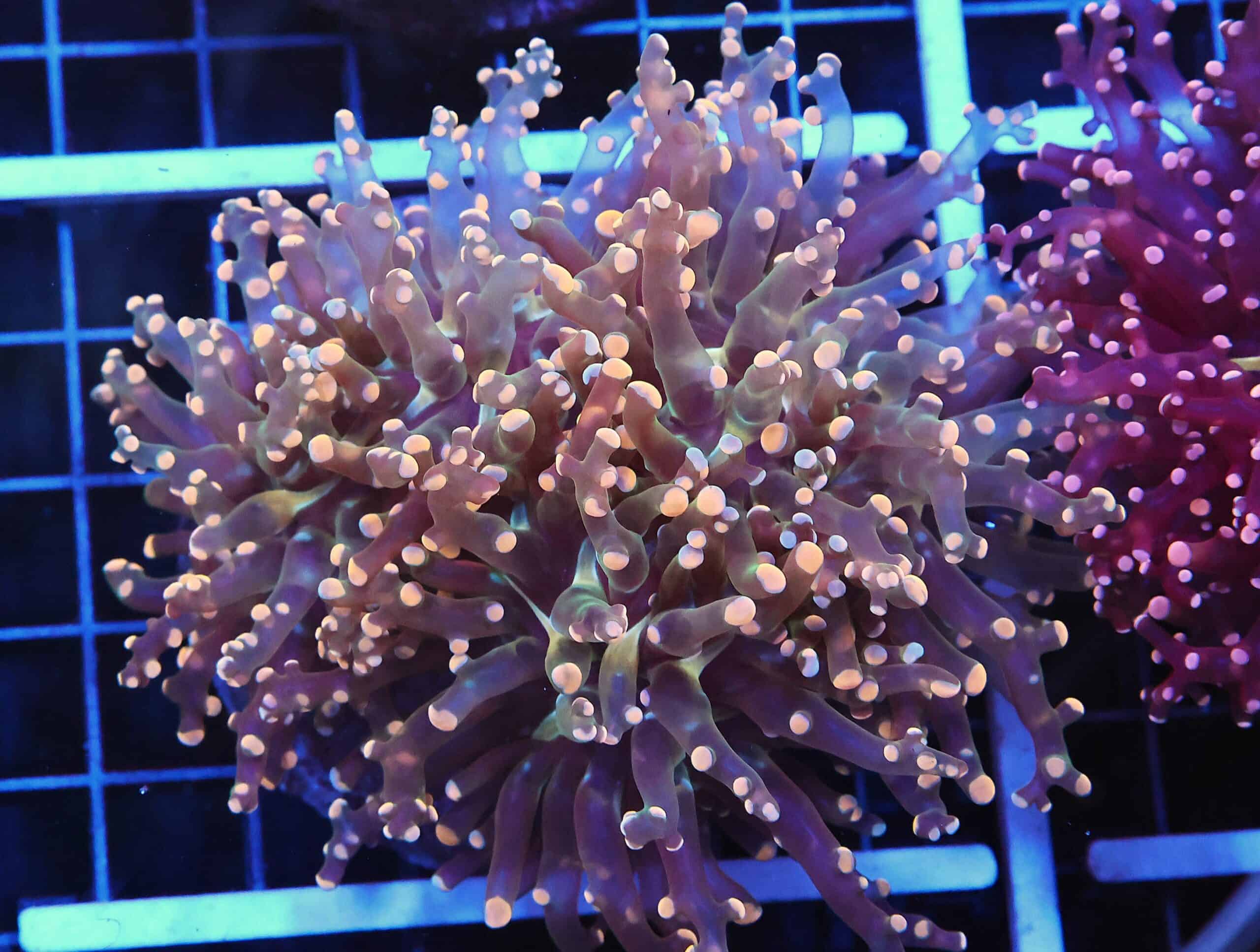 D43 - INDO FROGSPAWN BRANCH ORANGE 4 HEAD