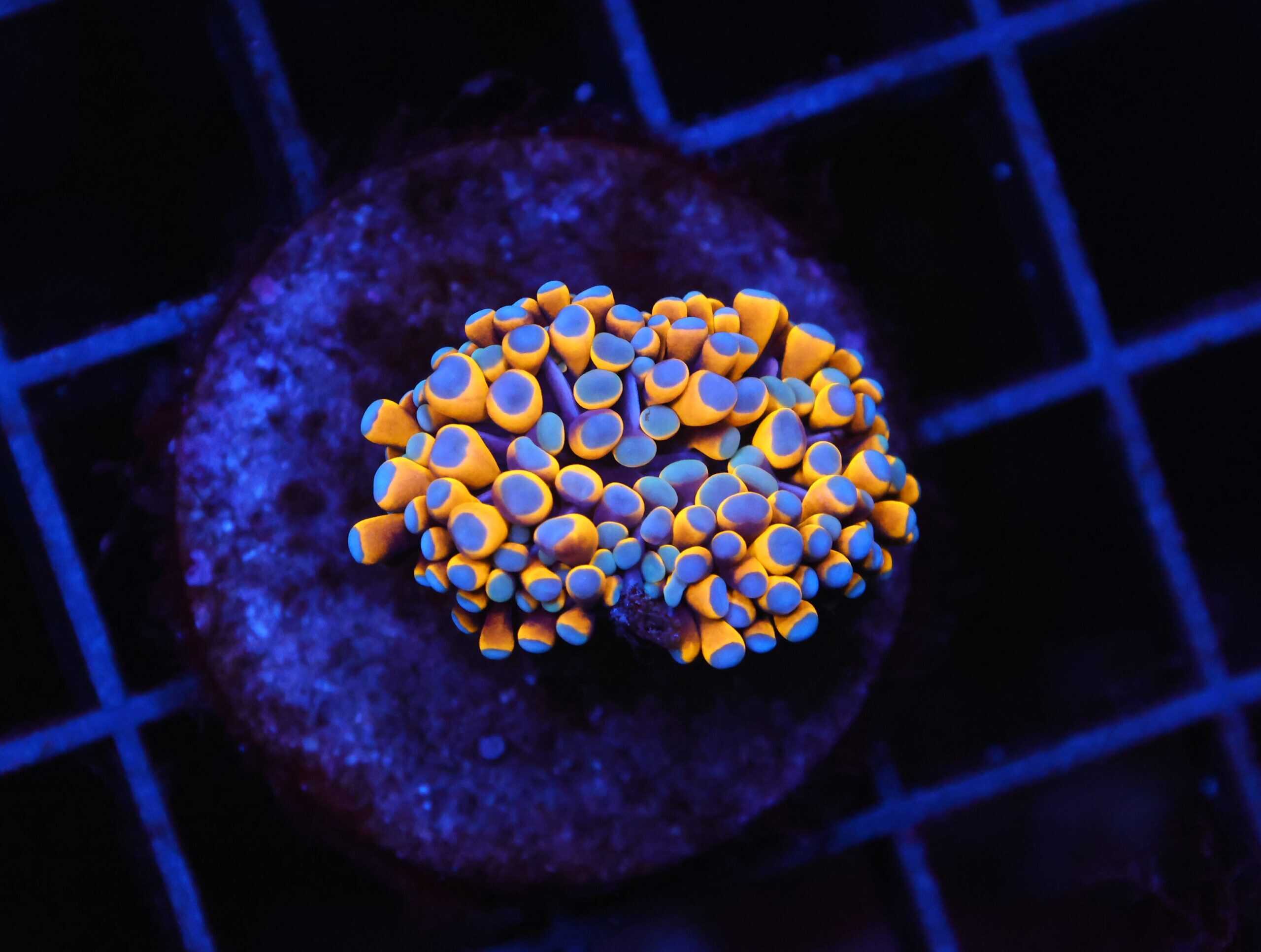 D48 - MALAYSIAN TORCH 24K GOLD 1 HEAD