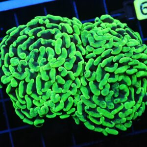 D49 - AUSSIE HAMMER THICK BRANCH NEON GREEN 2 HEAD