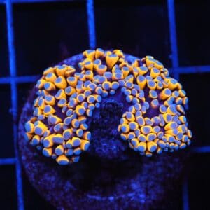 D52 - MALAYSIAN TORCH 24K GOLD 1 HEAD