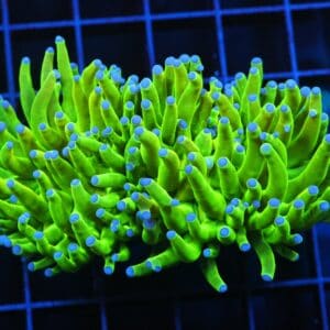 D53 - MALAYSIAN TORCH GREEN GRAIL 2 HEAD