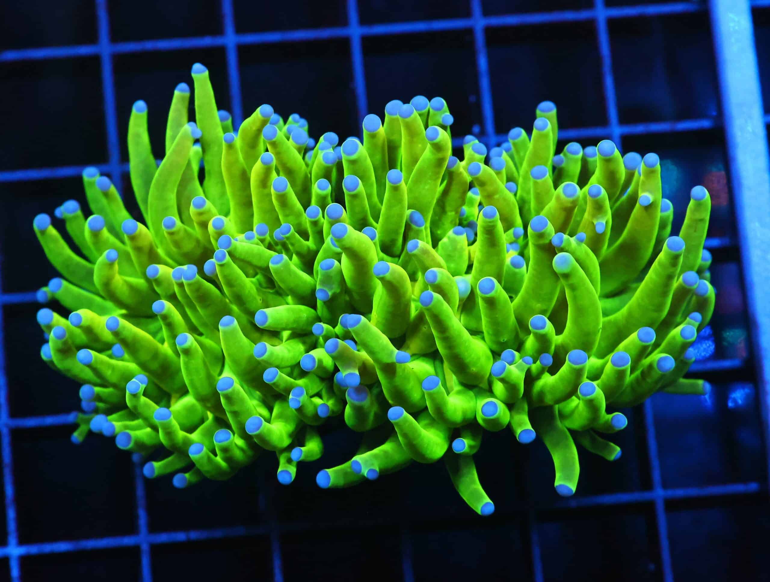 D53 - MALAYSIAN TORCH GREEN GRAIL 2 HEAD