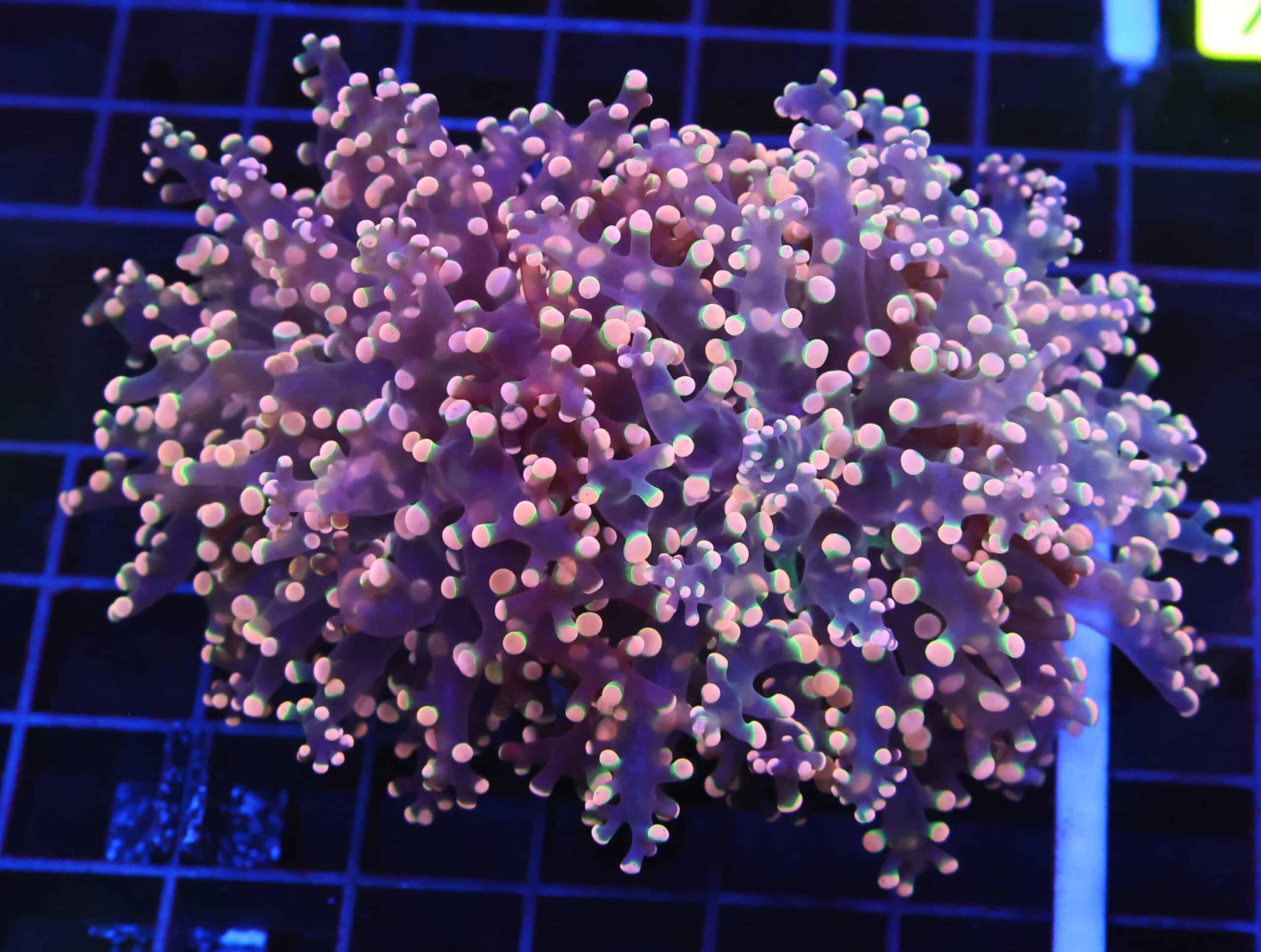 D66 - INDO FROGSPAWN BRANCH ORANGE 3 HEAD