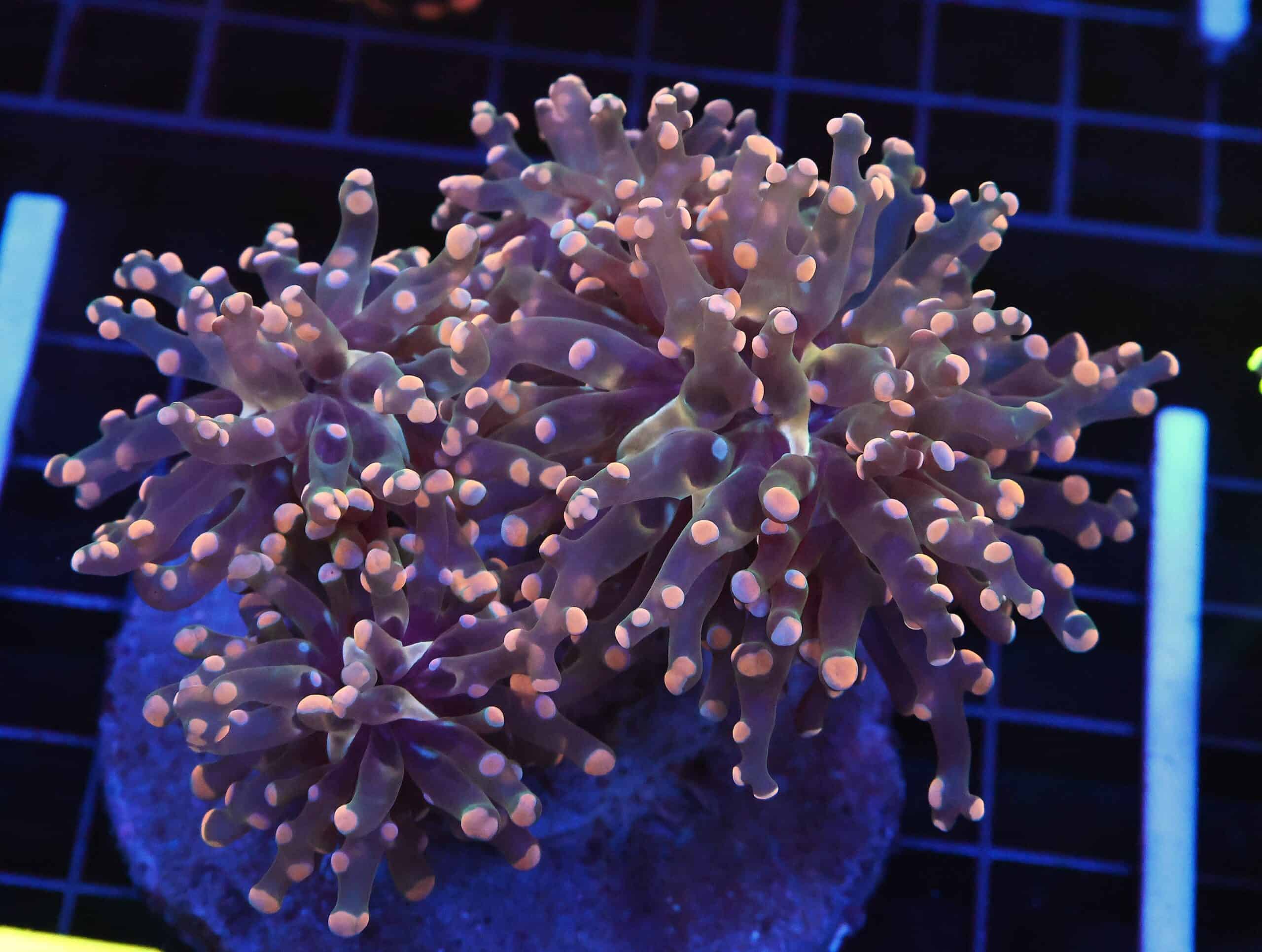 D69 - INDO FROGSPAWN BRANCH ORANGE 4 HEAD