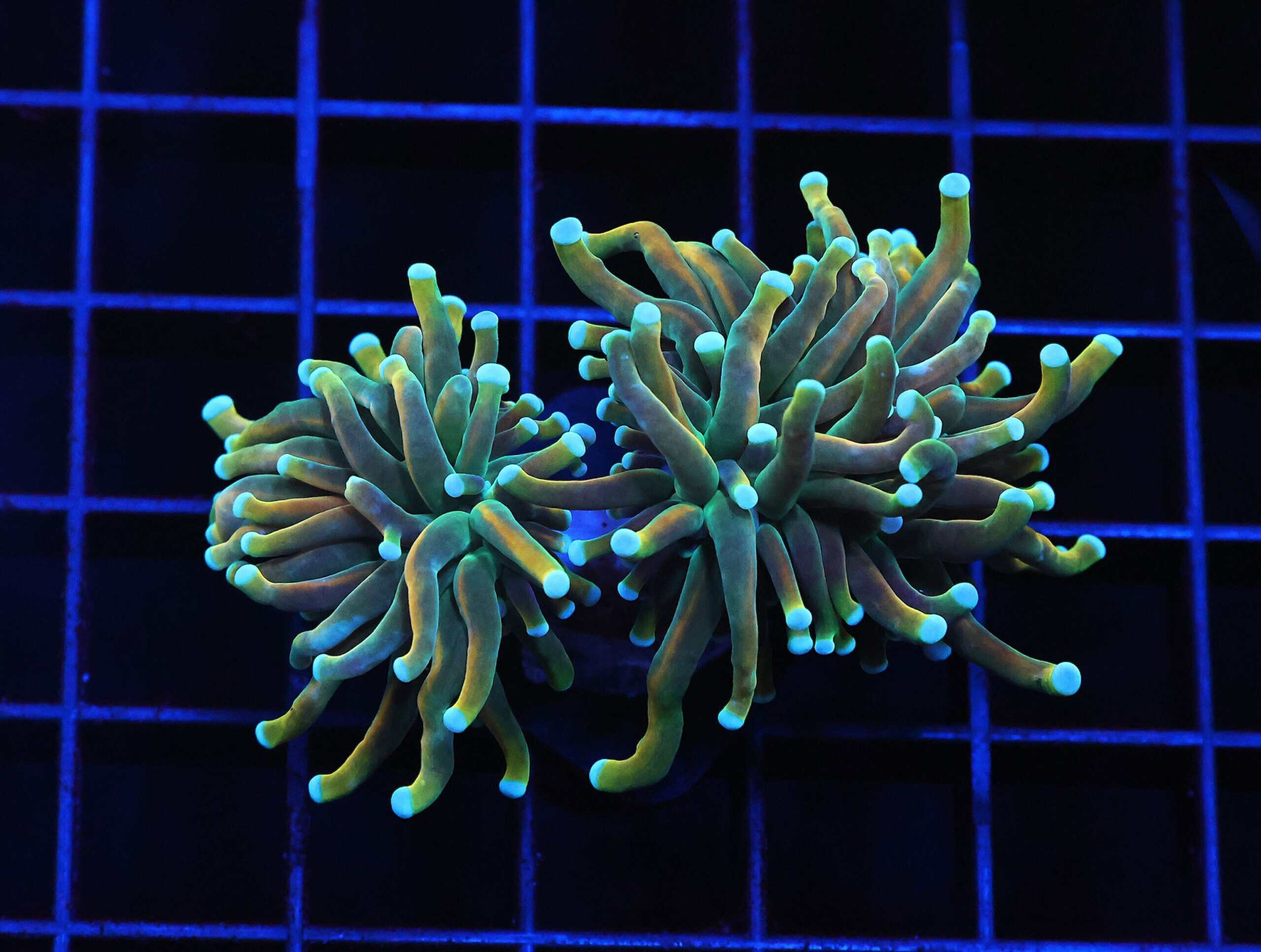 D81 - MALAYSIAN TORCH GRAIL VARIANT 2 HEAD