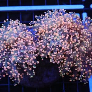 D83 - INDO FROGSPAWN BRANCH ORANGE 3 HEAD