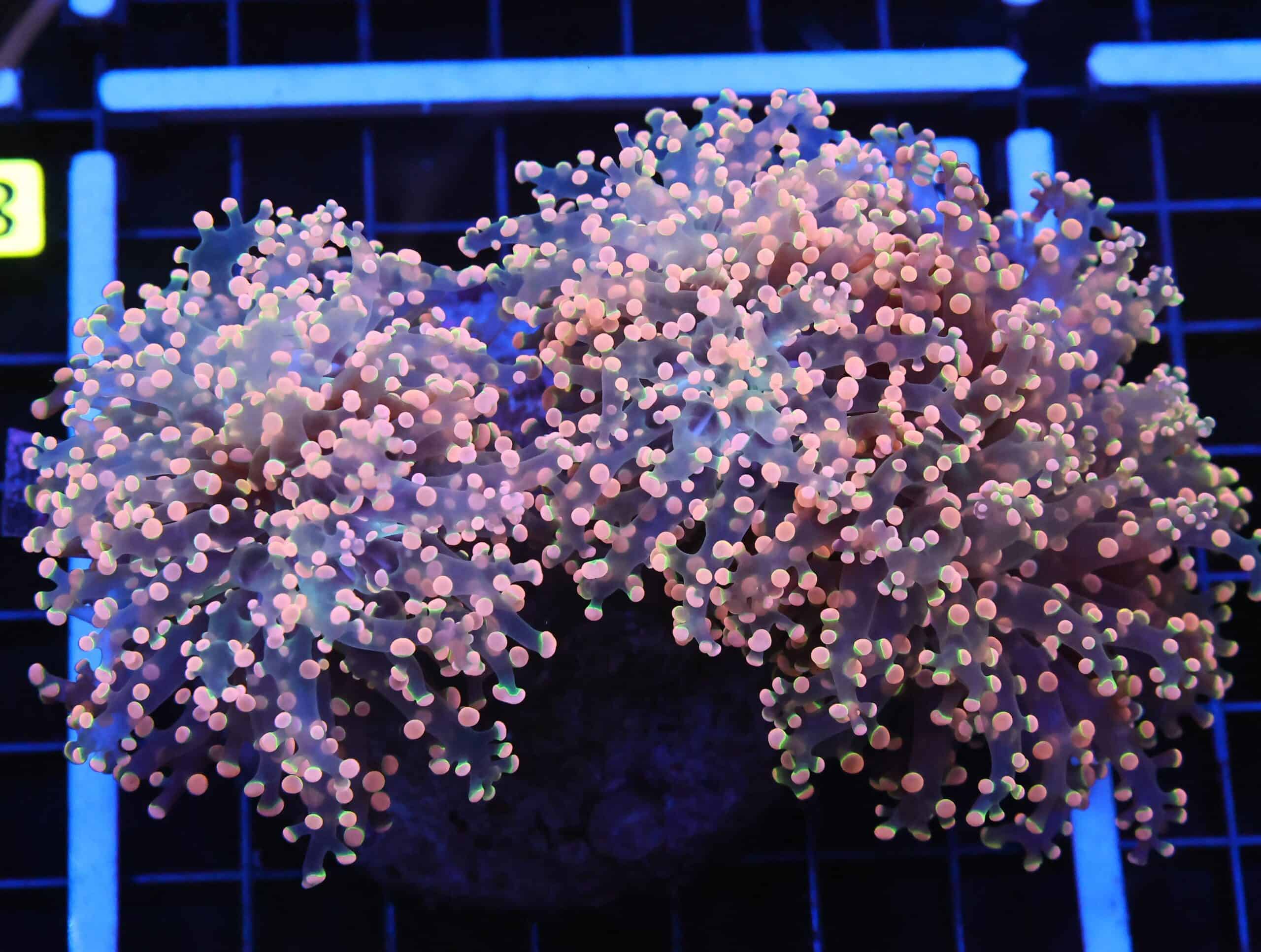 D83 - INDO FROGSPAWN BRANCH ORANGE 3 HEAD