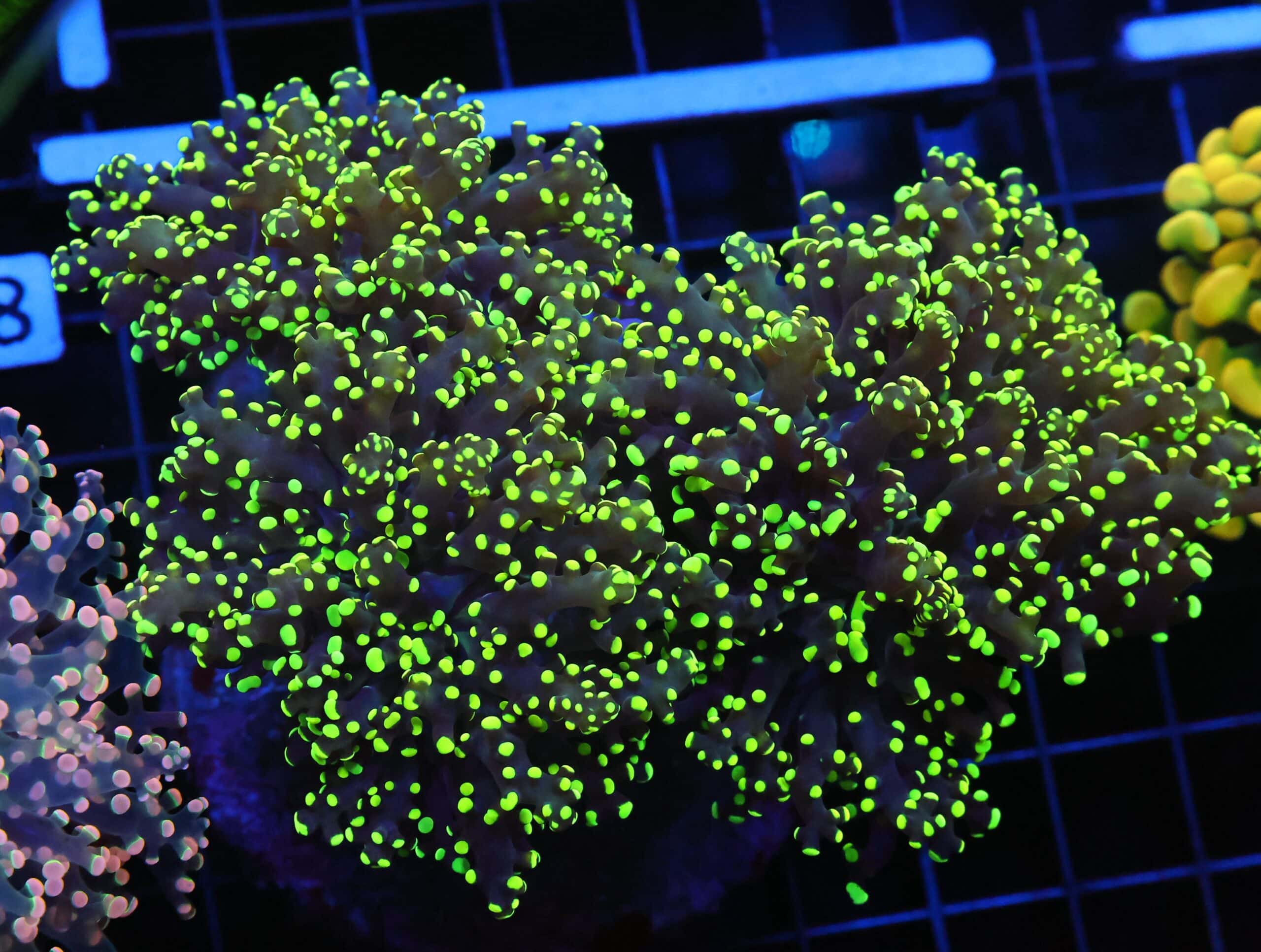 D88 - INDO FROGSPAWN BRANCH GAMMA RAY 3 HEAD