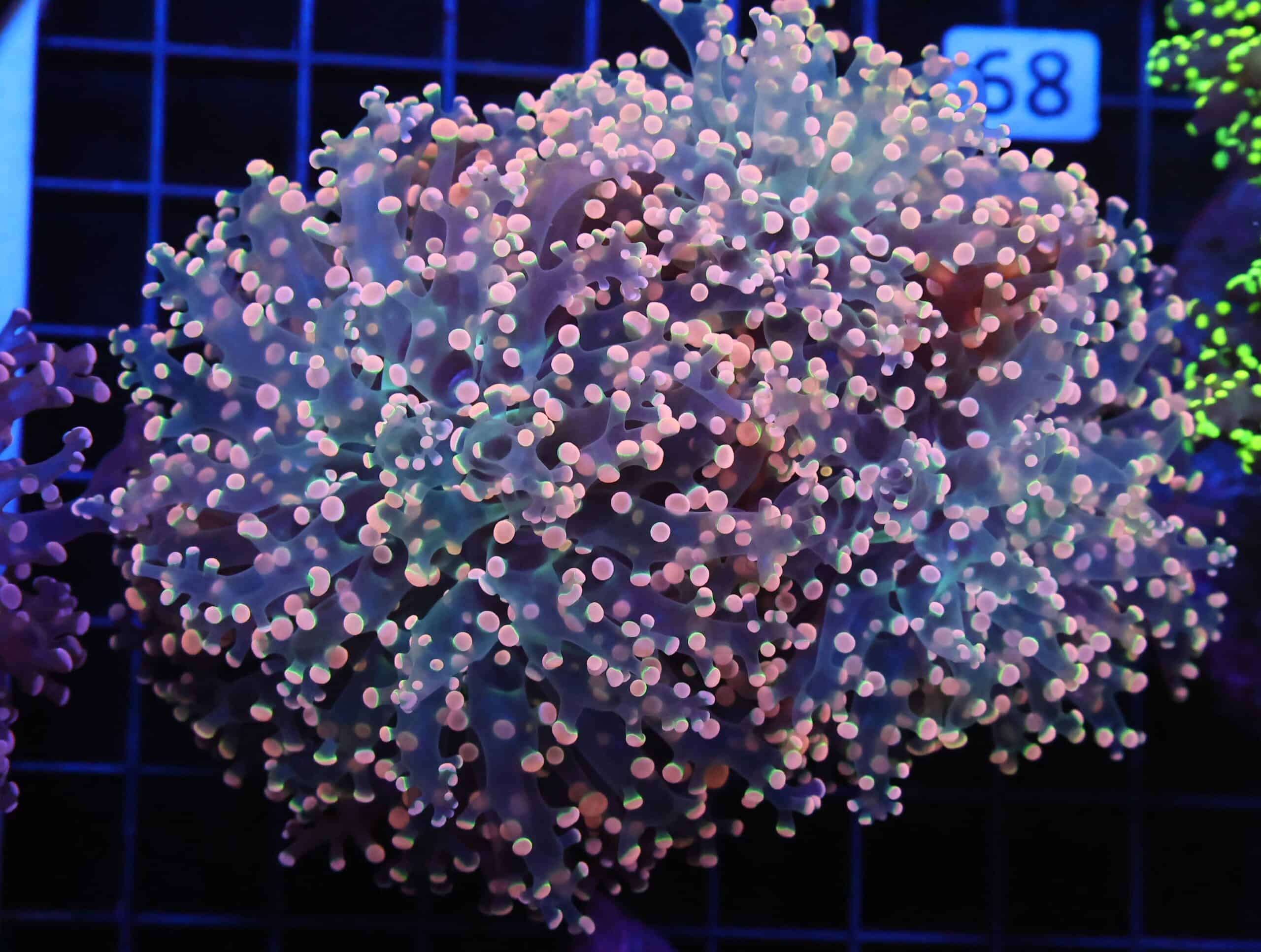 D89 - INDO FROGSPAWN BRANCH ORANGE 3 HEAD